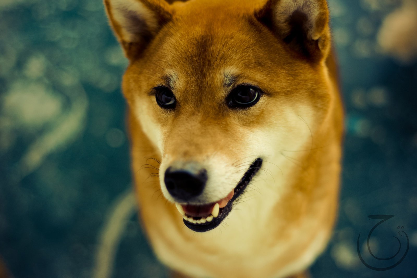 hund shiba inu augen