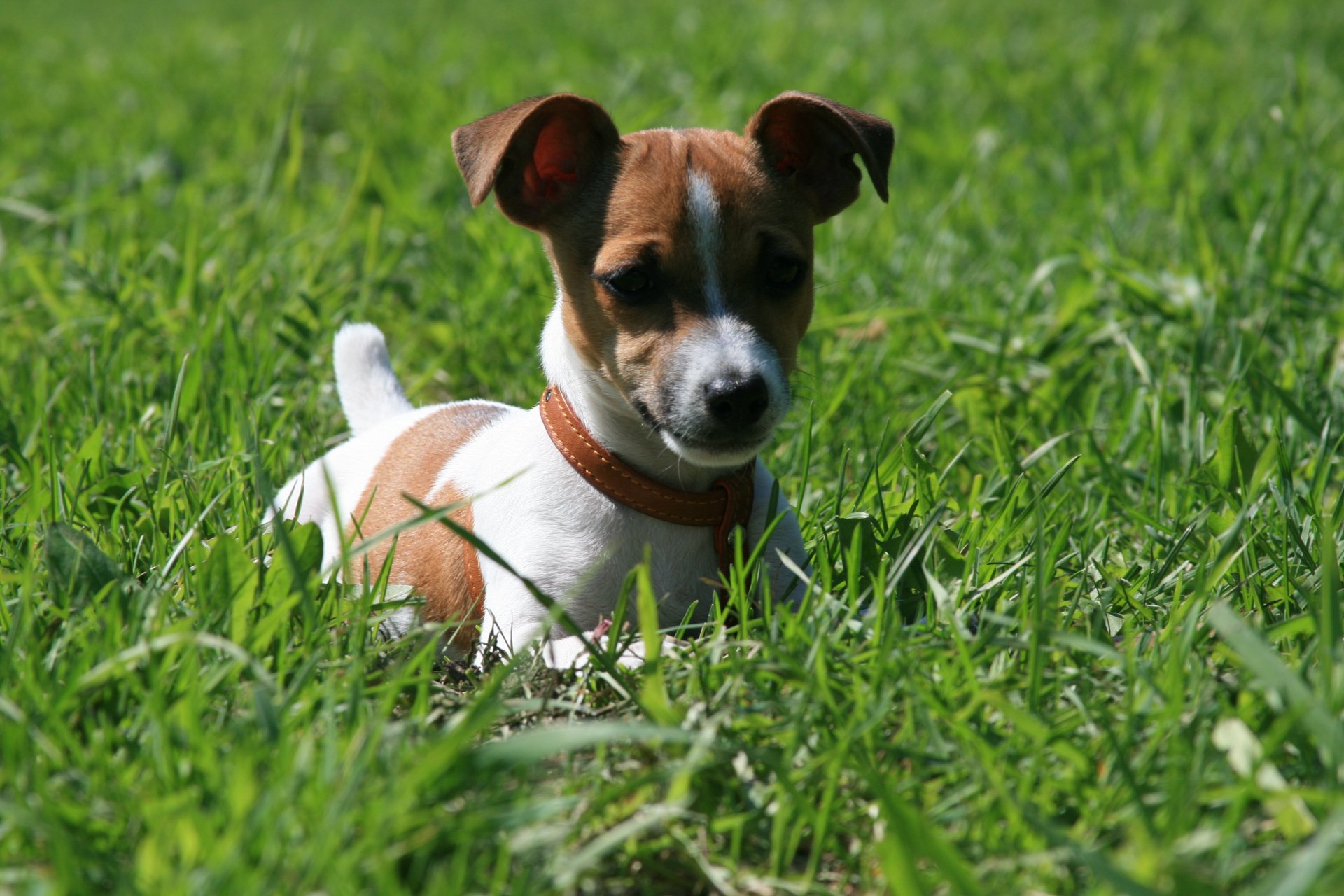 psy jack russell terrier trawa spacer nastrój zabawa poranek słońce radość uśmiech