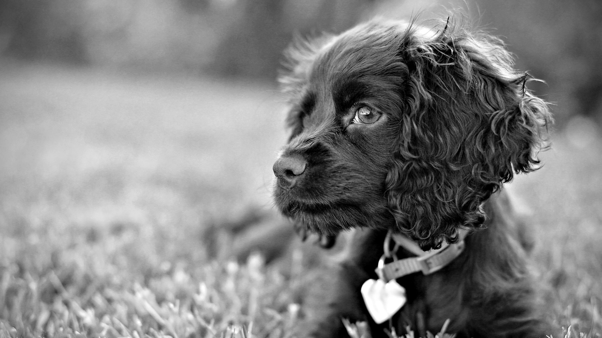 chien chien yeux tristes regard herbe noir et blanc