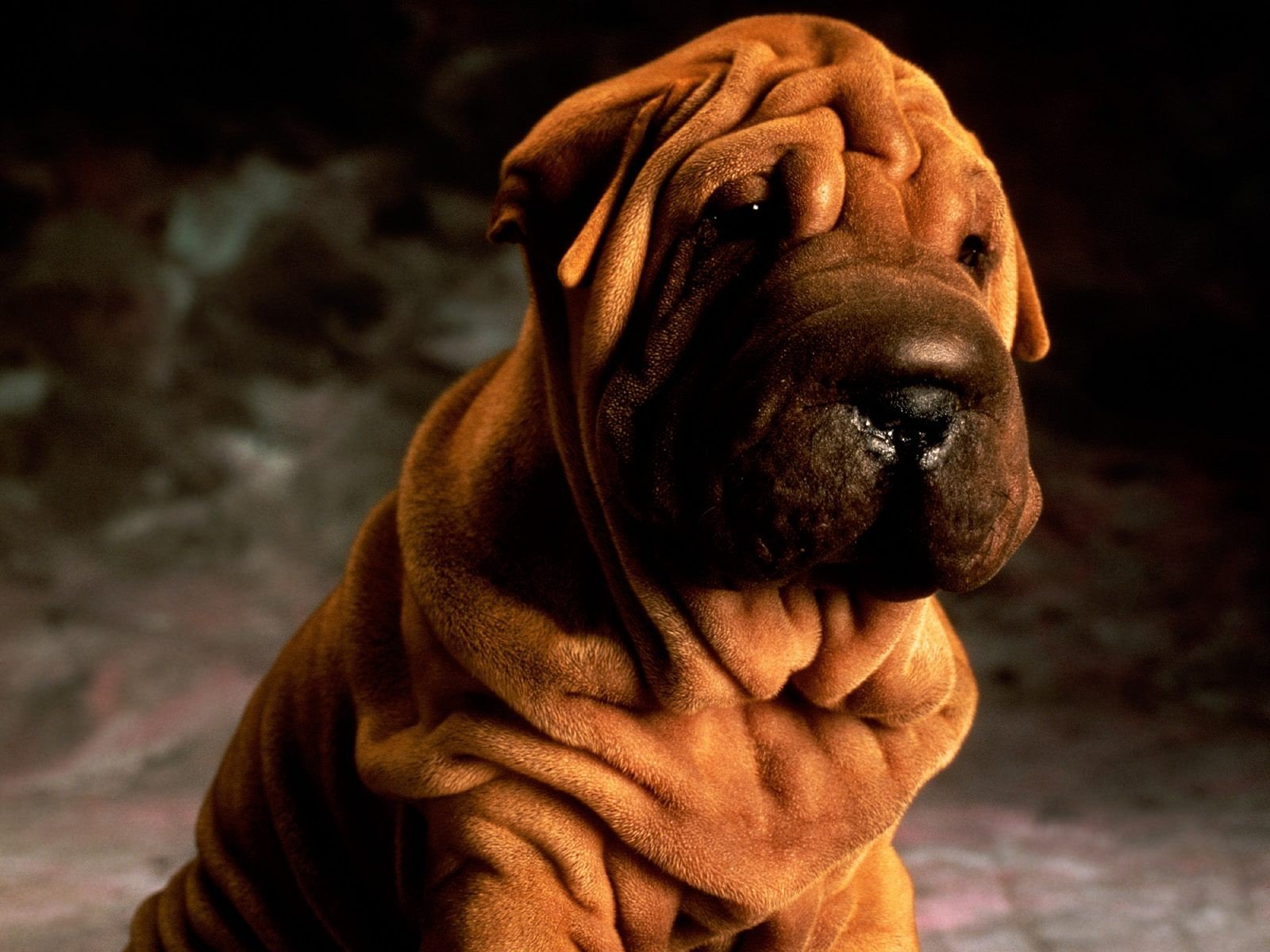 cucciolo sguardo triste shar pei