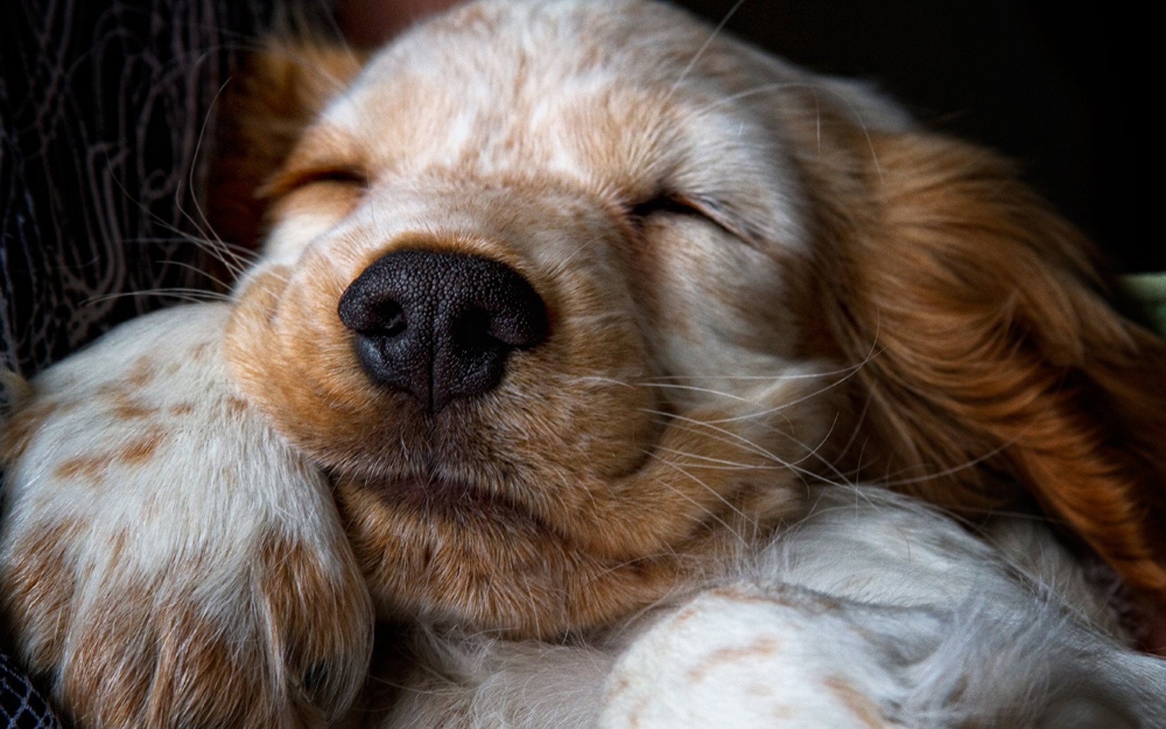 spaniel cucciolo dribblare ghiro naso pelo zampa