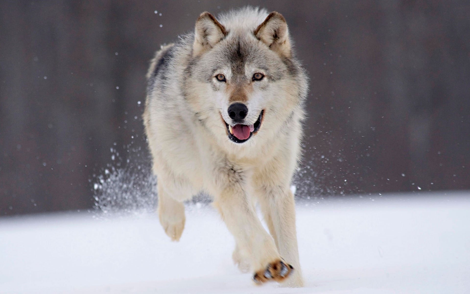 lobo nieve invierno