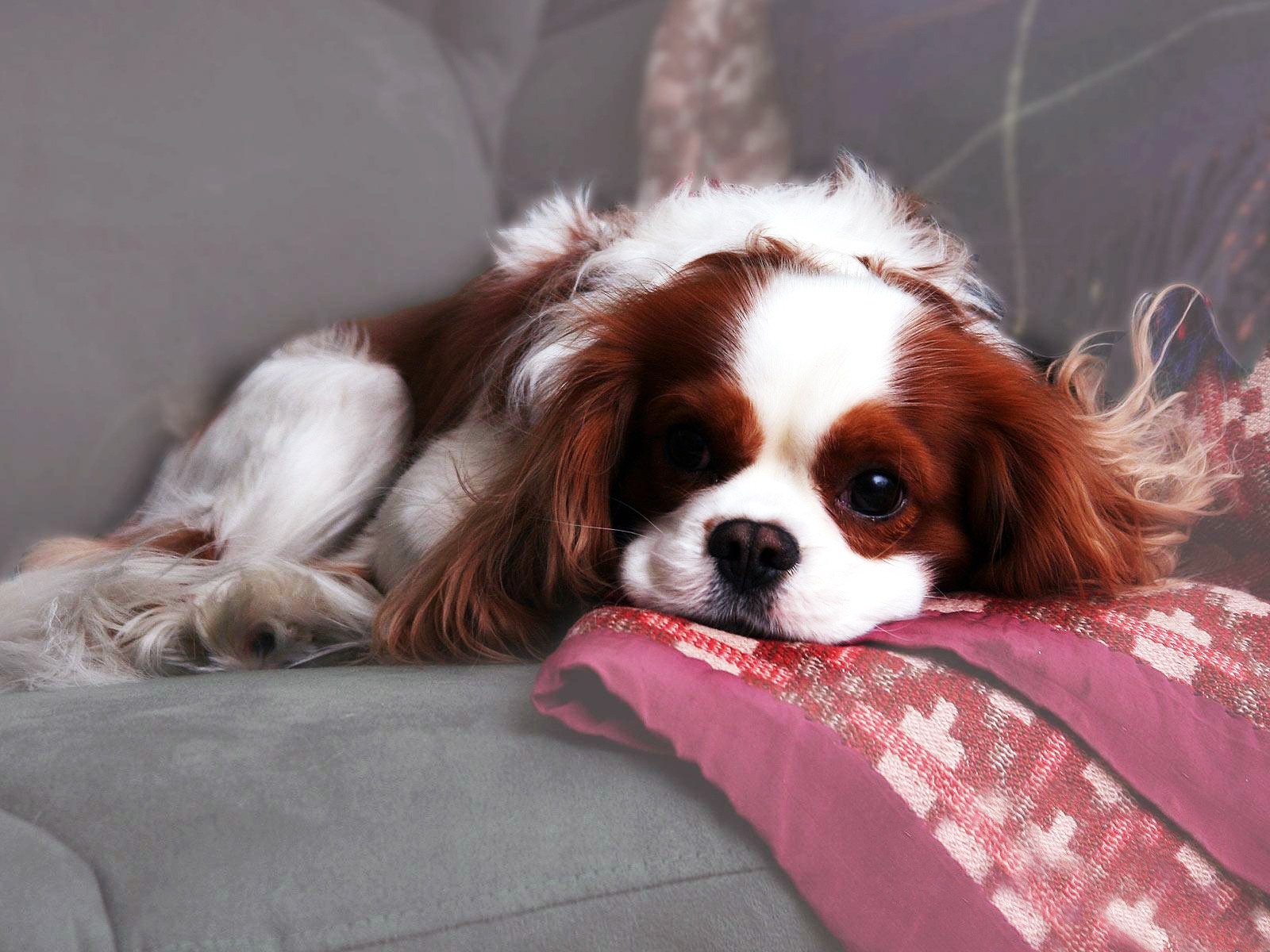 perro spaniel manchado lana sofá plaid