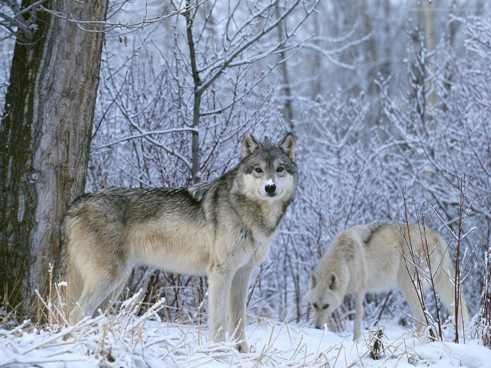 lobo lobos invierno nieve mirada