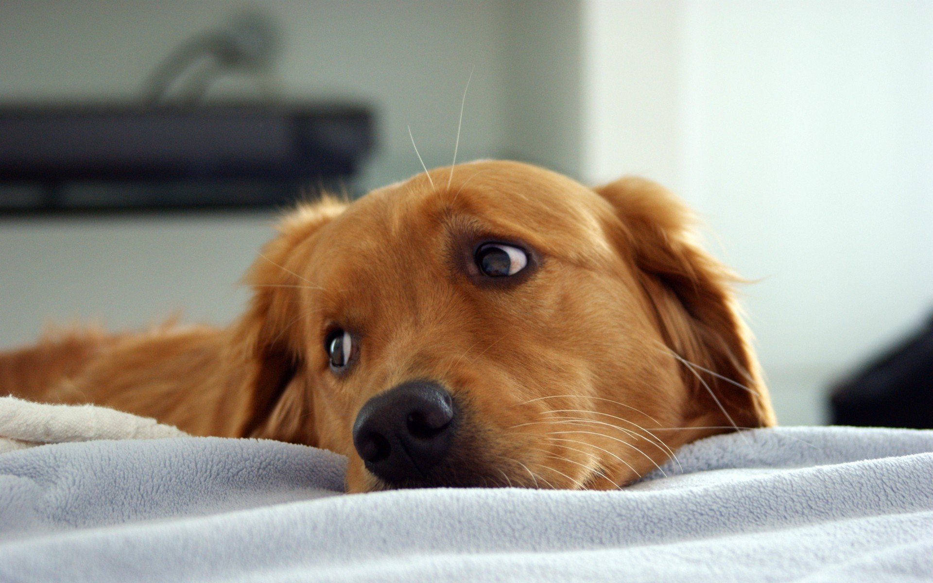 chien labrador regard