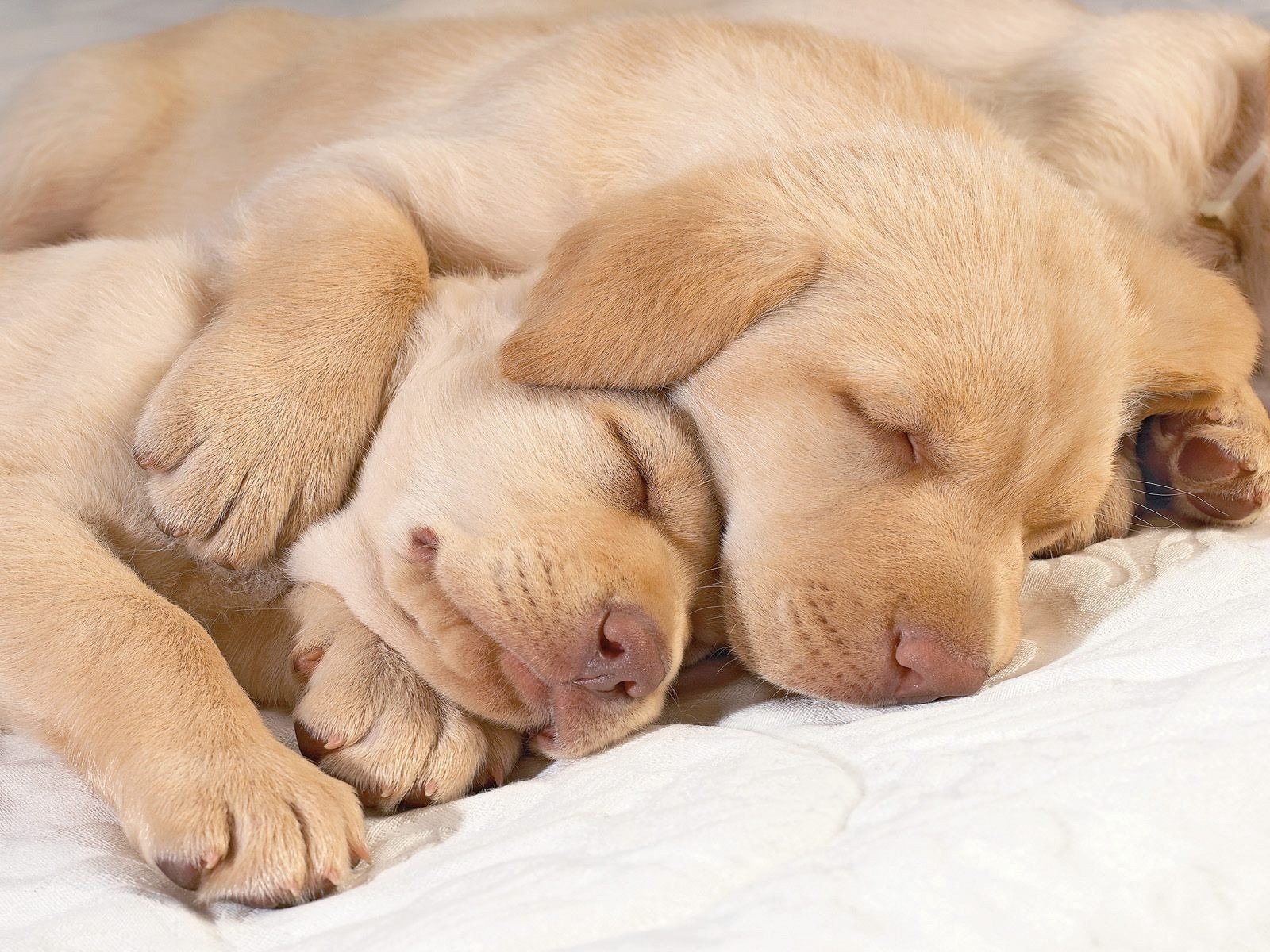 chiots labrador dormir pattes nez