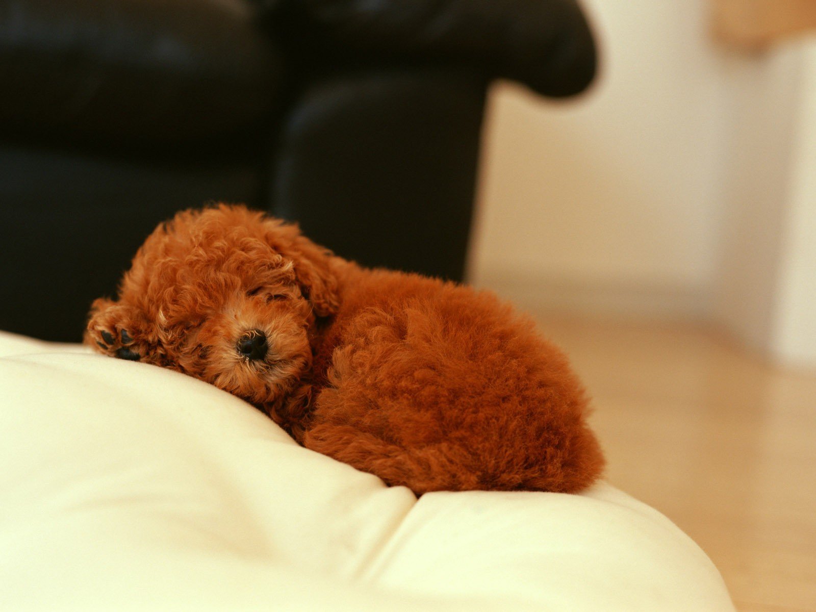 puppy curly hair dog sleeping