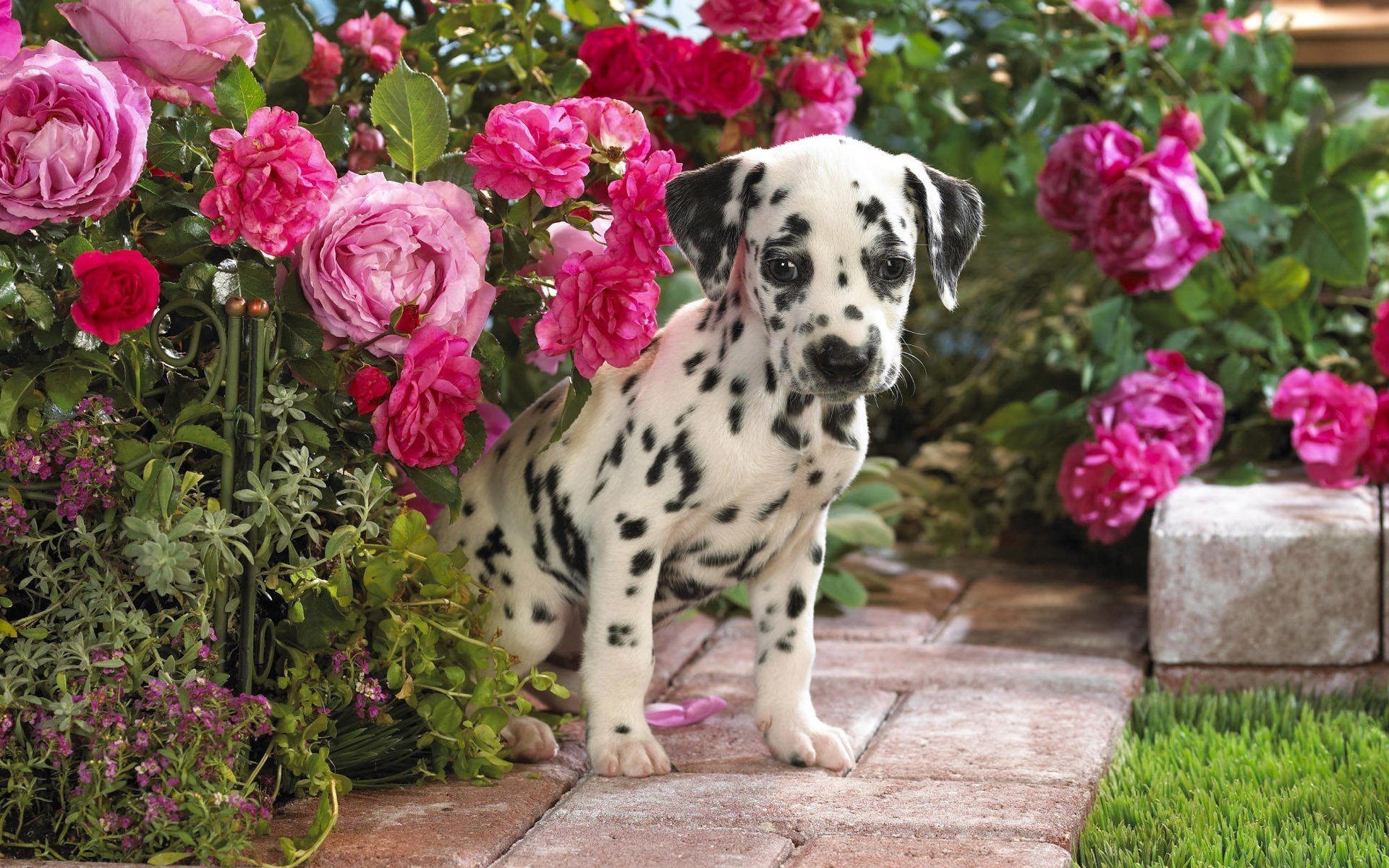 dalmatien chiot fleurs