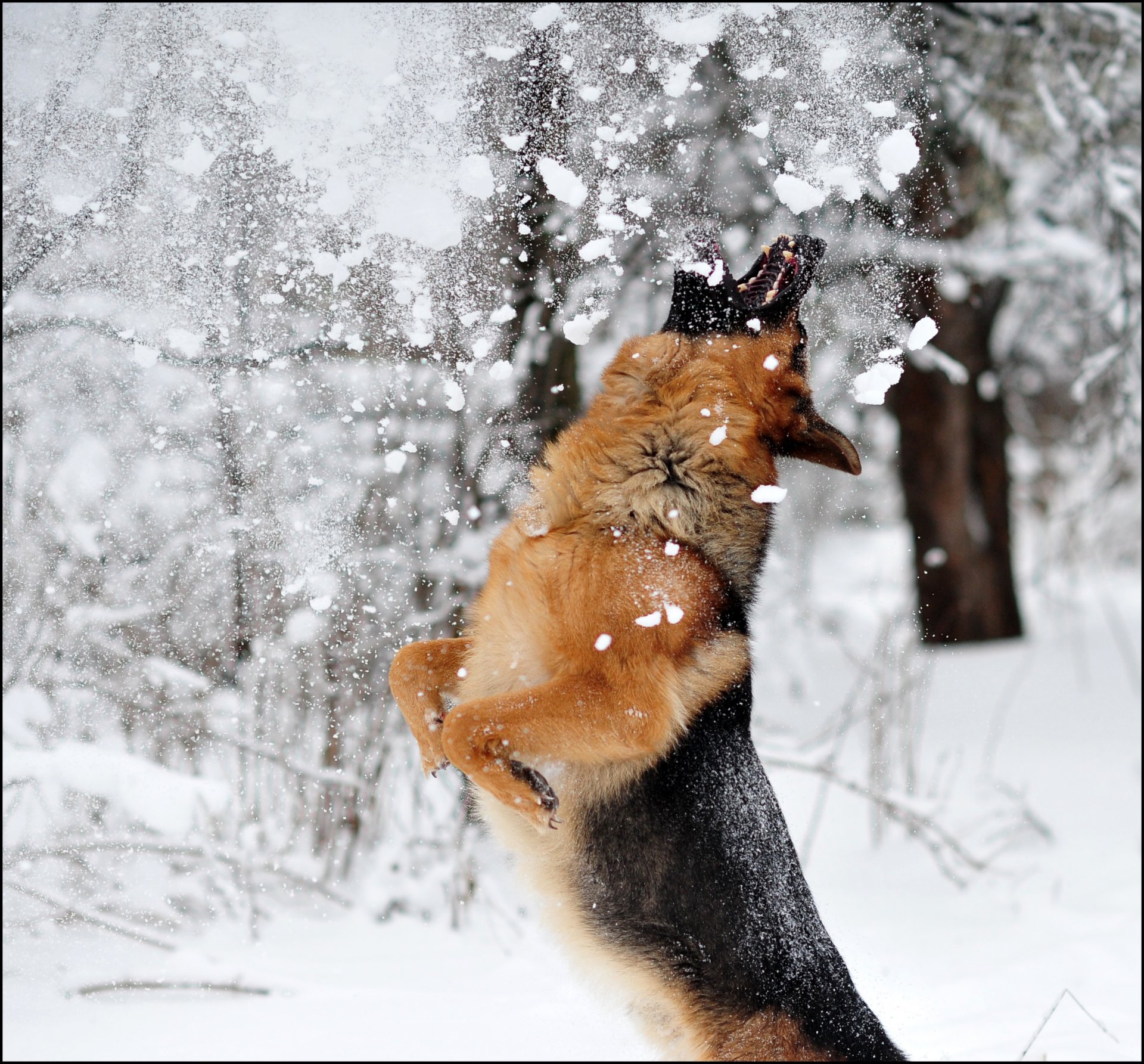 springen schnee spiel winter