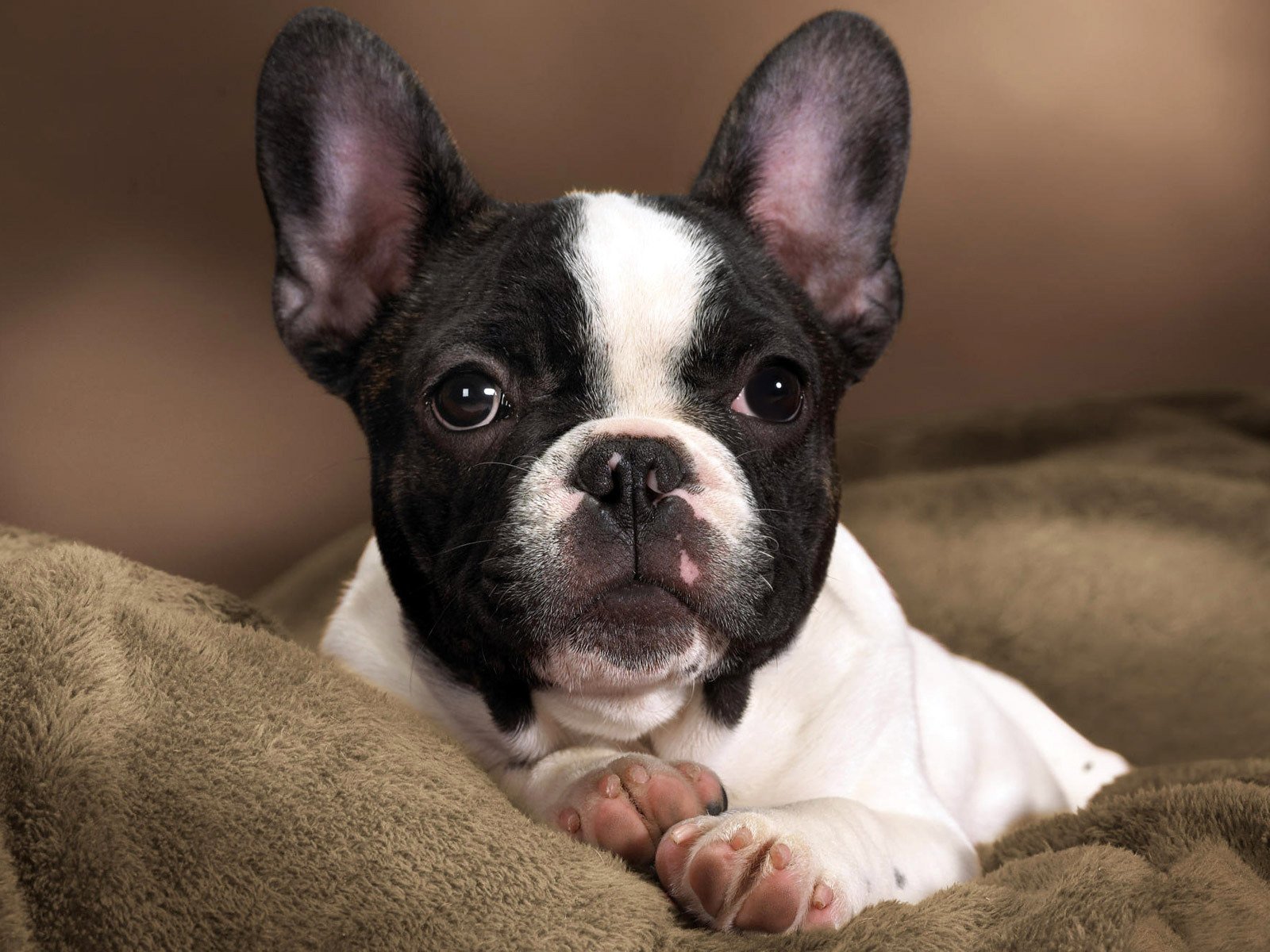 hund welpe kind rasse französische bulldogge farbe flecken kontrast weiß schwarz schnauze nase augen ohren pfoten pads fersen