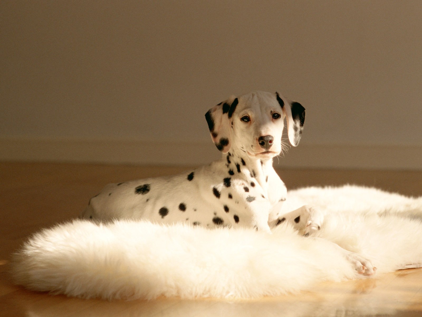 hund dolmatinische dogge gefleckt