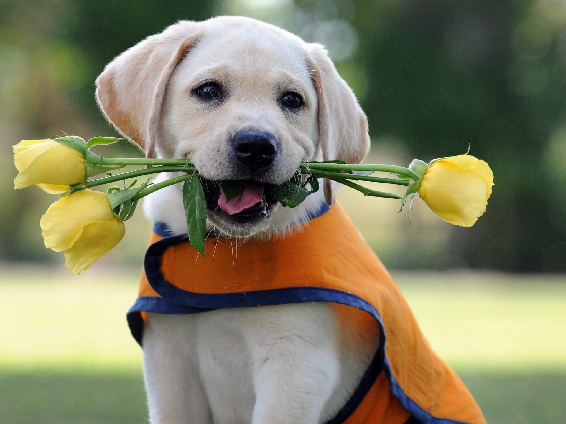 perro cachorro labrador retriever flores rosas