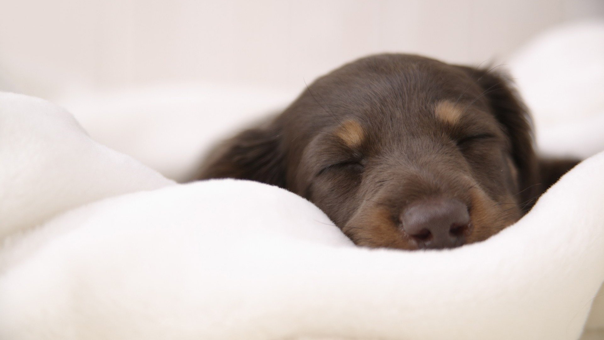 puppy sleeping on the soft