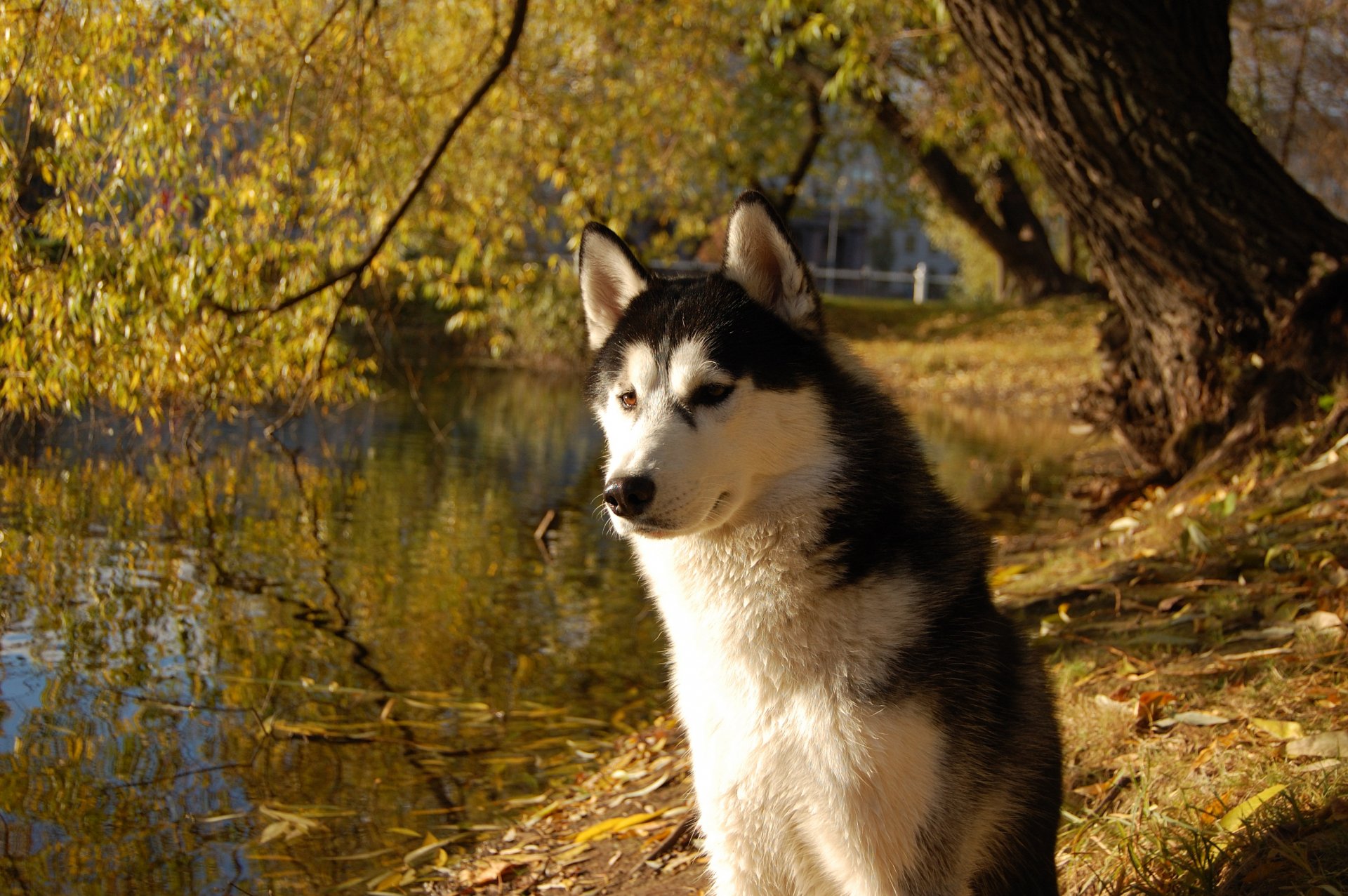 husky przyjaciel pies