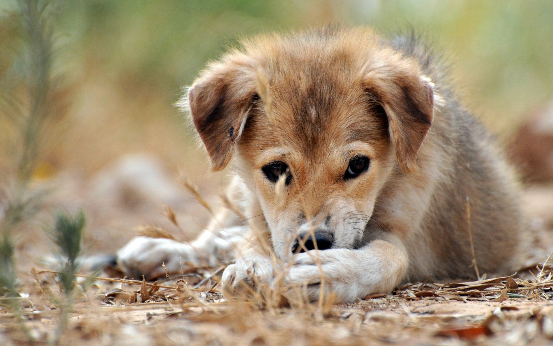 chiot regard gros plan