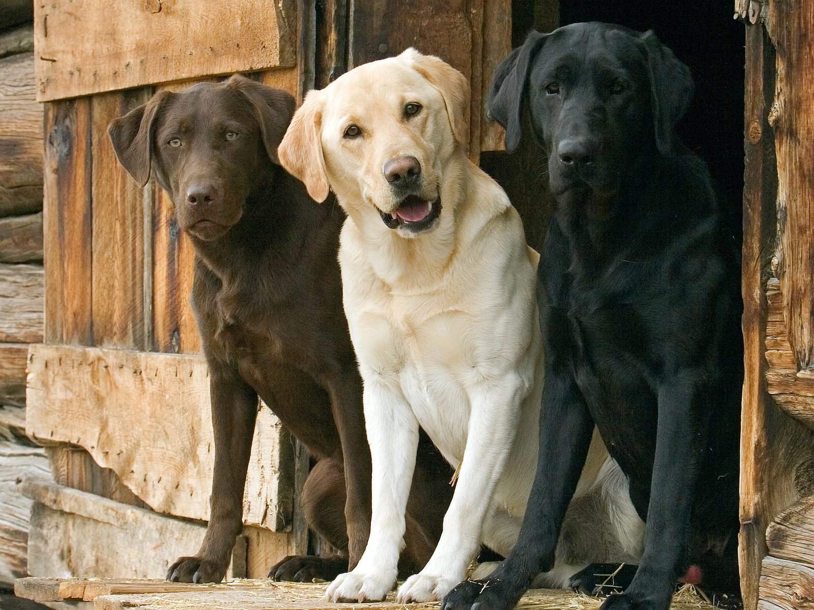 trio chiens labrador