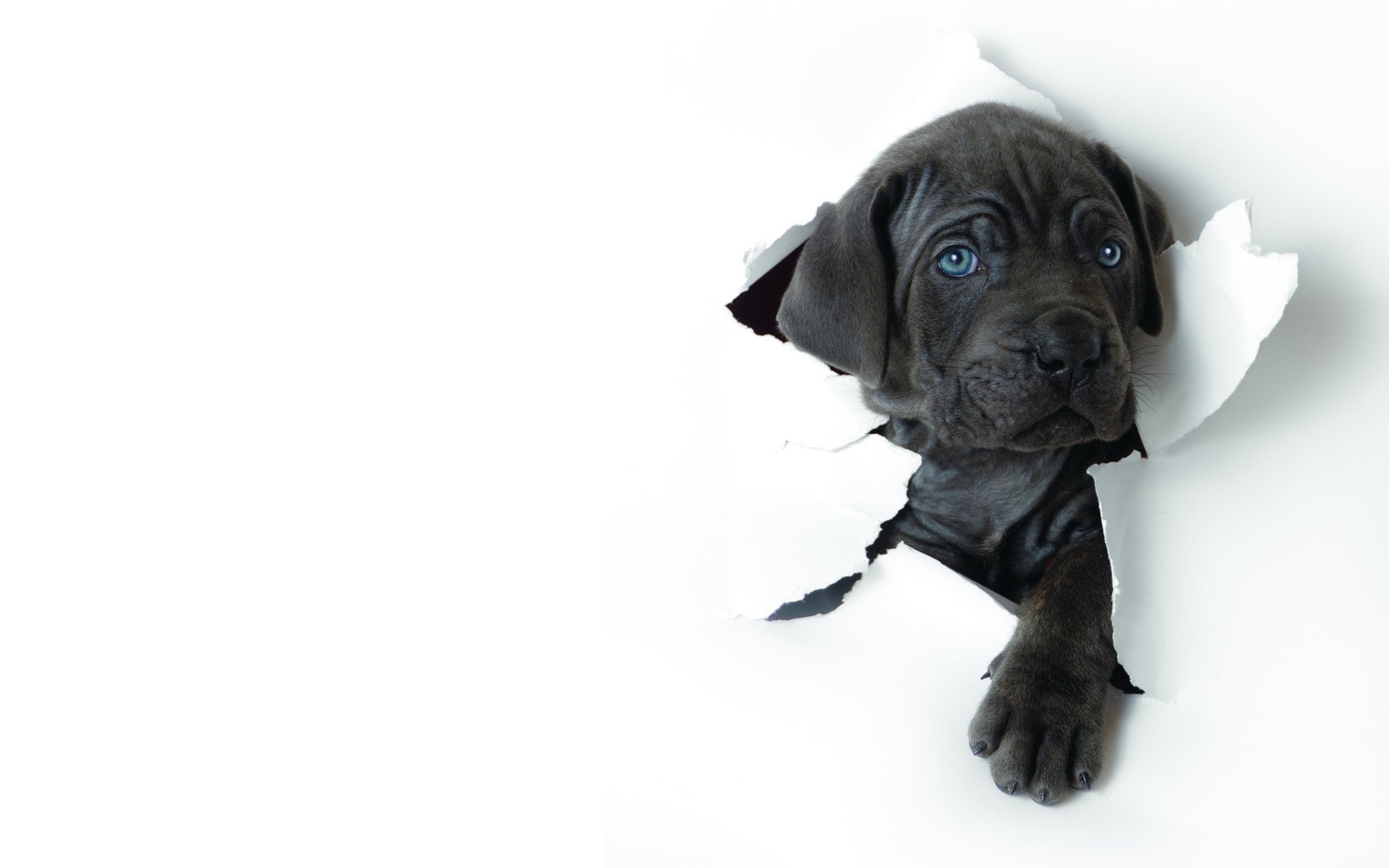 fond feuille blanc papier chiot museau patte bleu yeux