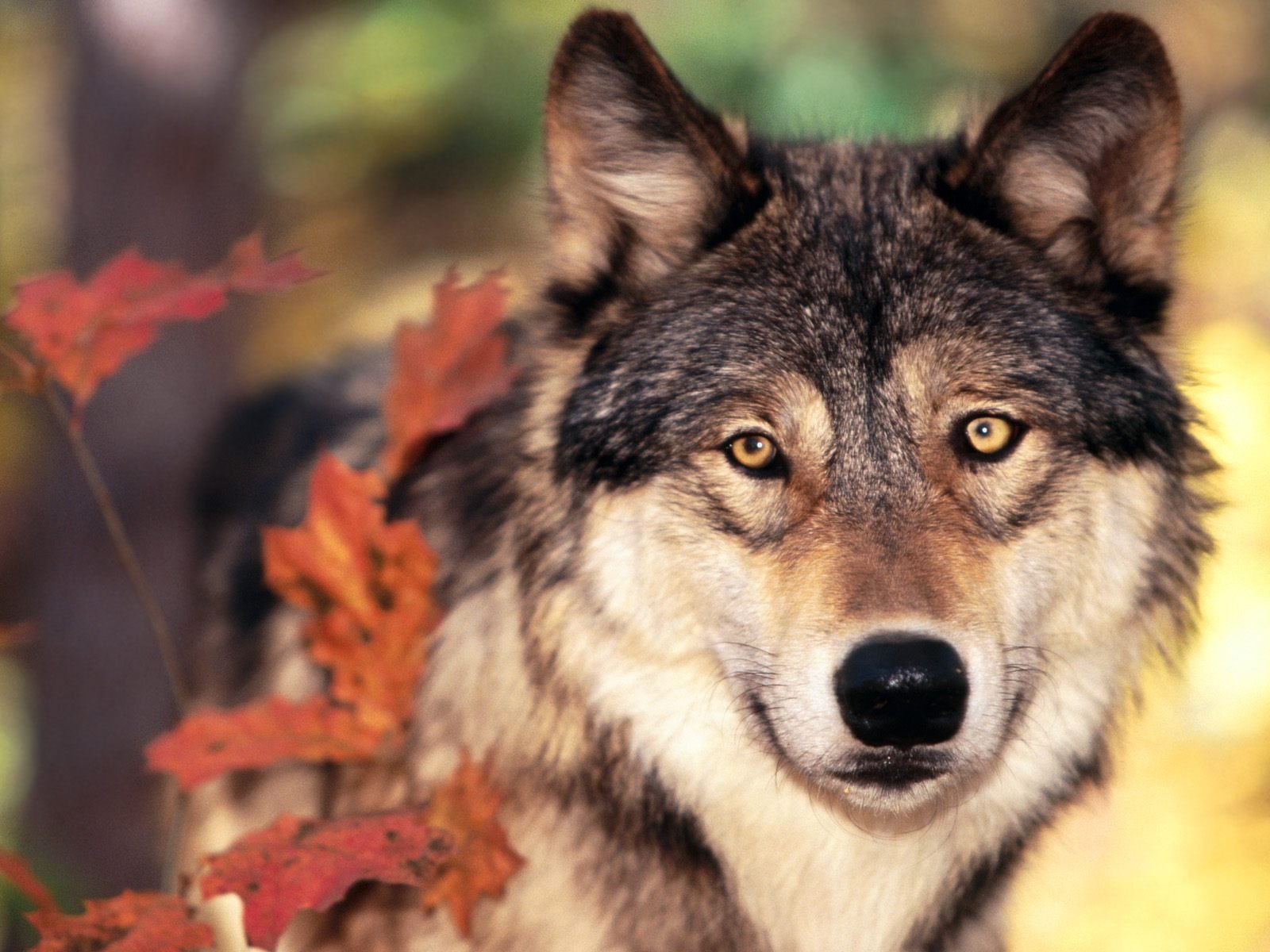 lobo otoño hojas