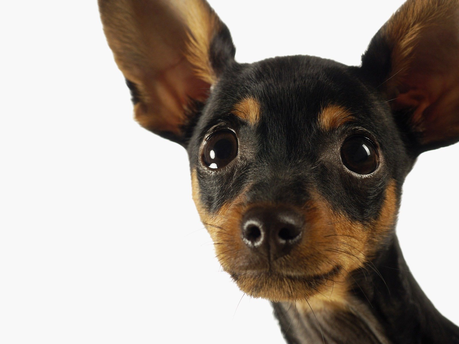 chihuahua chien oreilles yeux