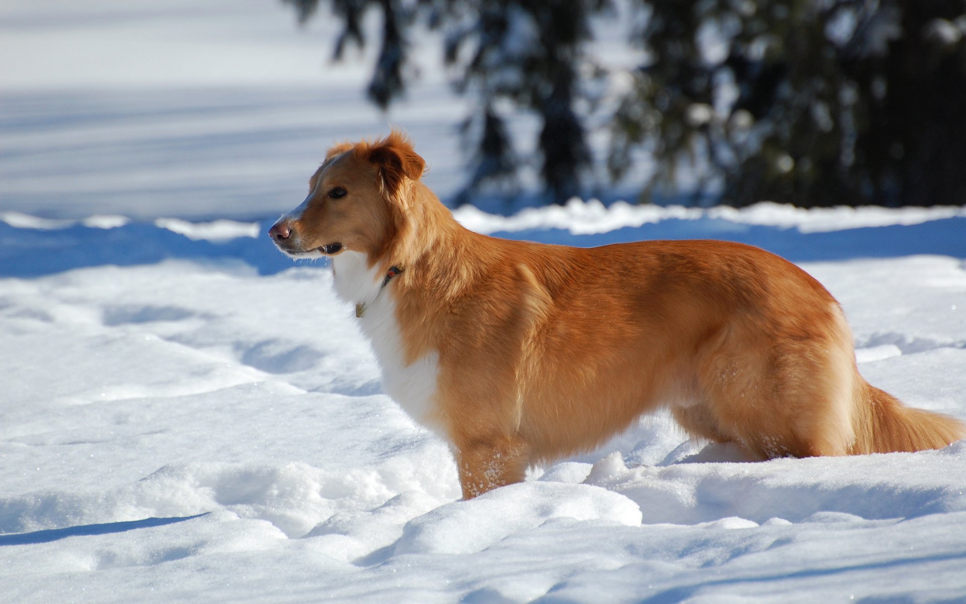 cane inverno neve