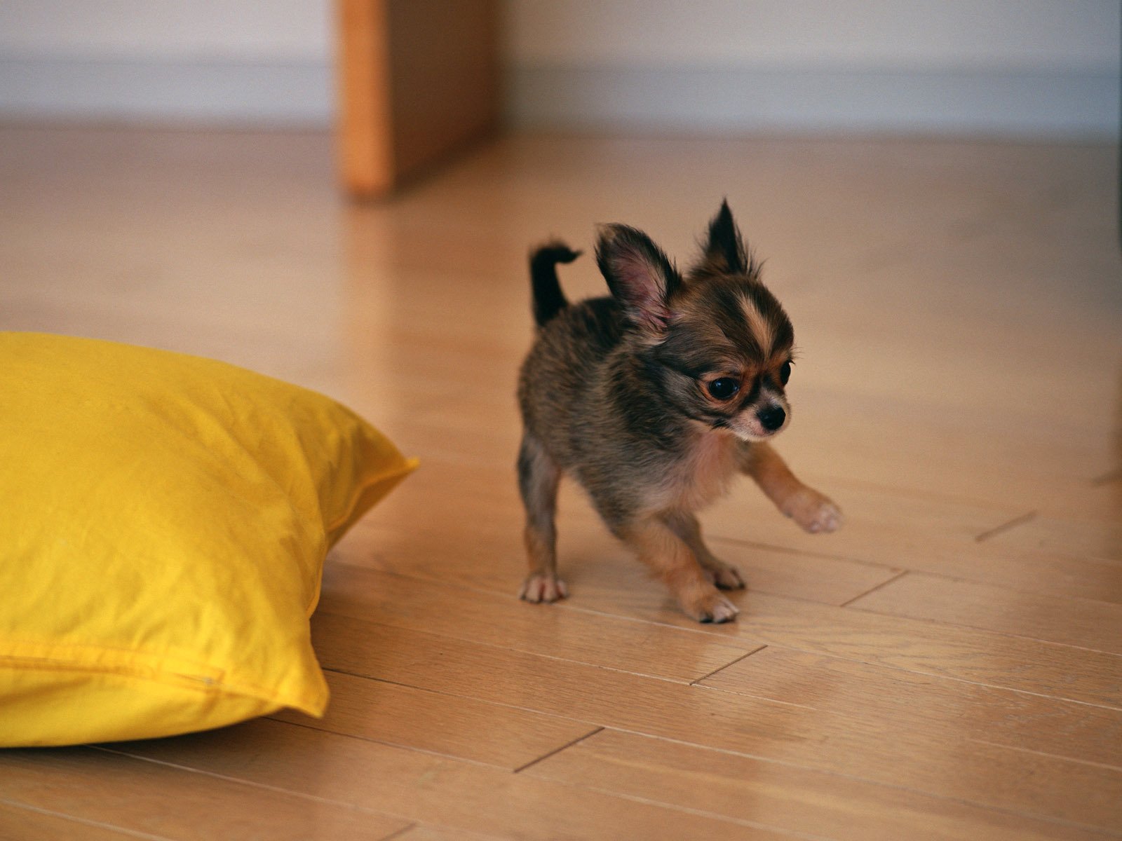 toy terrier puppy dog