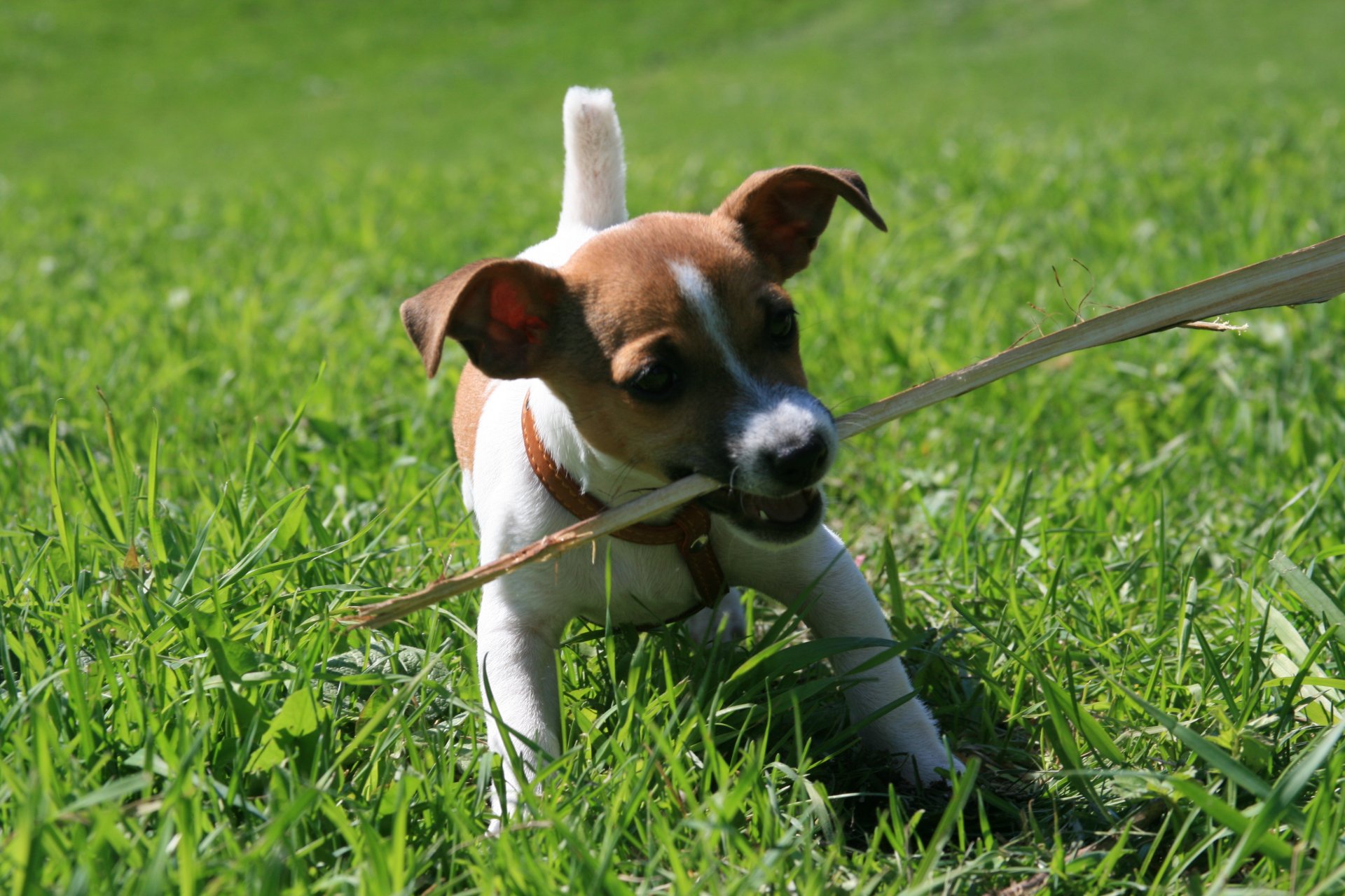 situationen hund tier jack russell welpe hält einen stock gras zu fuß