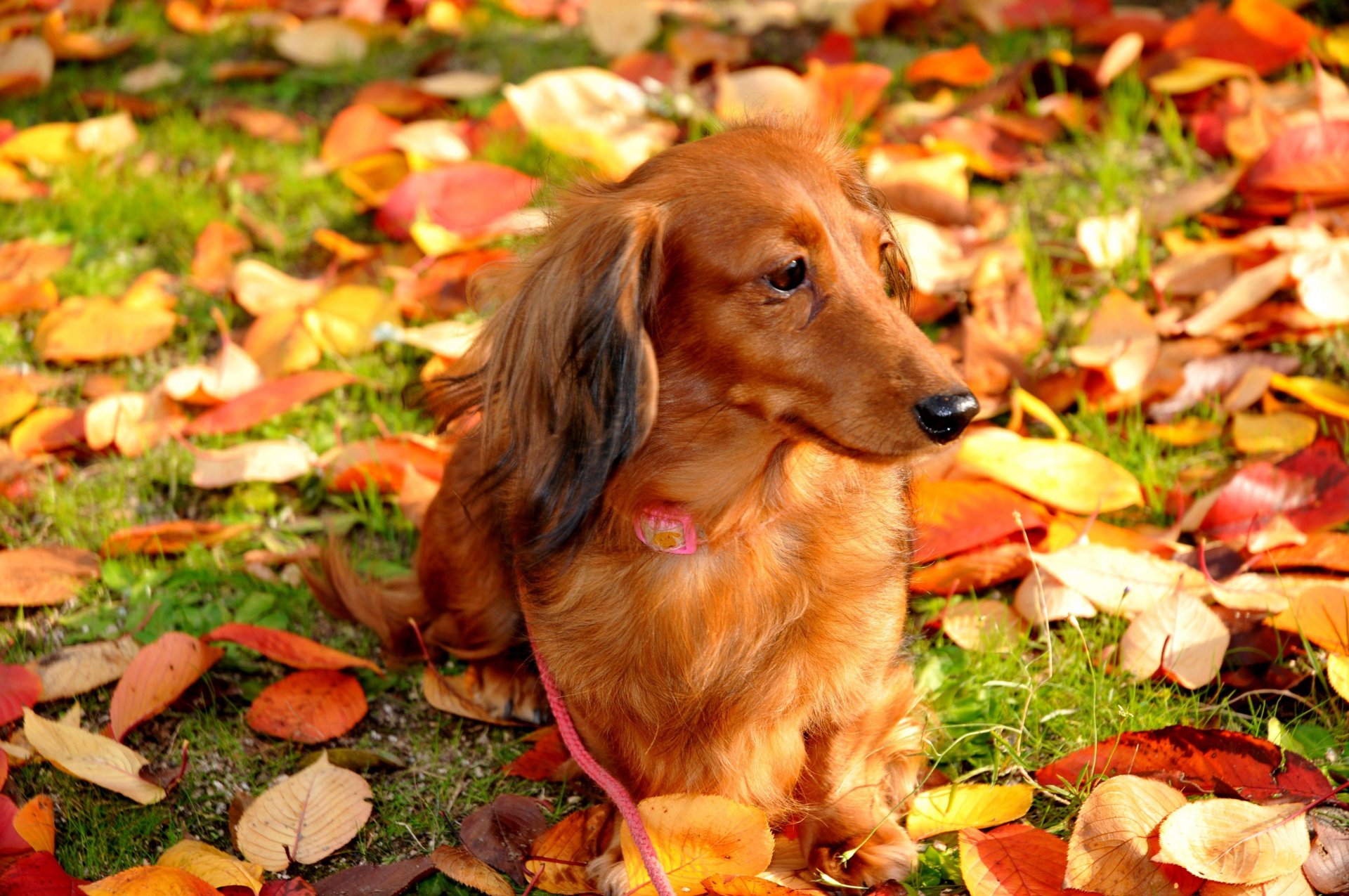 dog leaves autumn walk