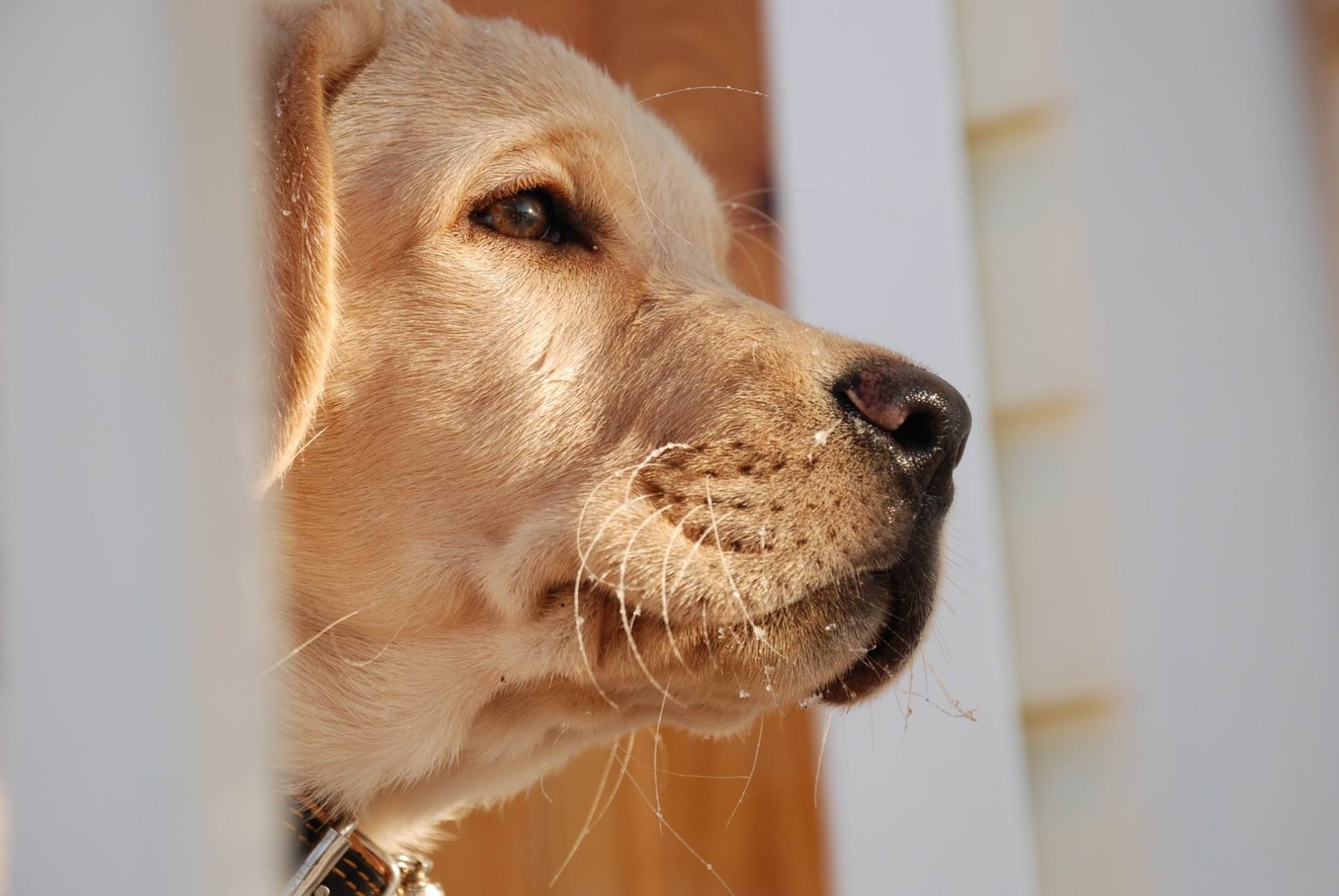 close up dog section bow look into the distance