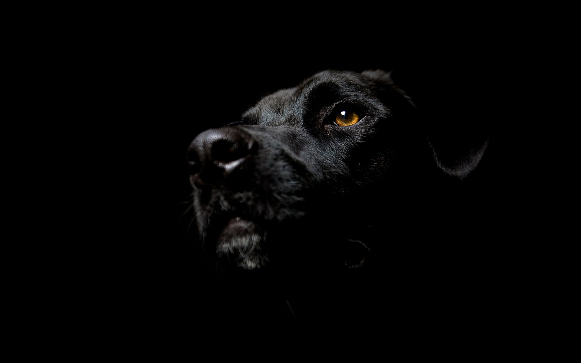 schnauze im schatten auge ferse