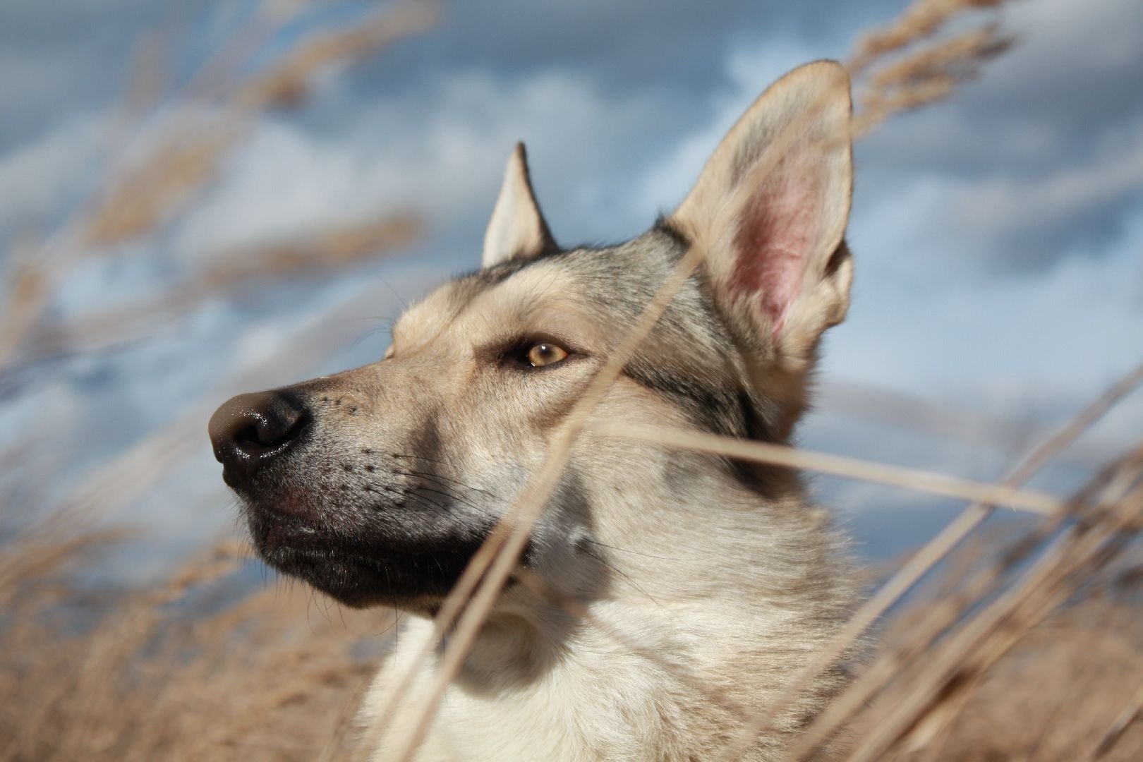 dog laika head face feather spike