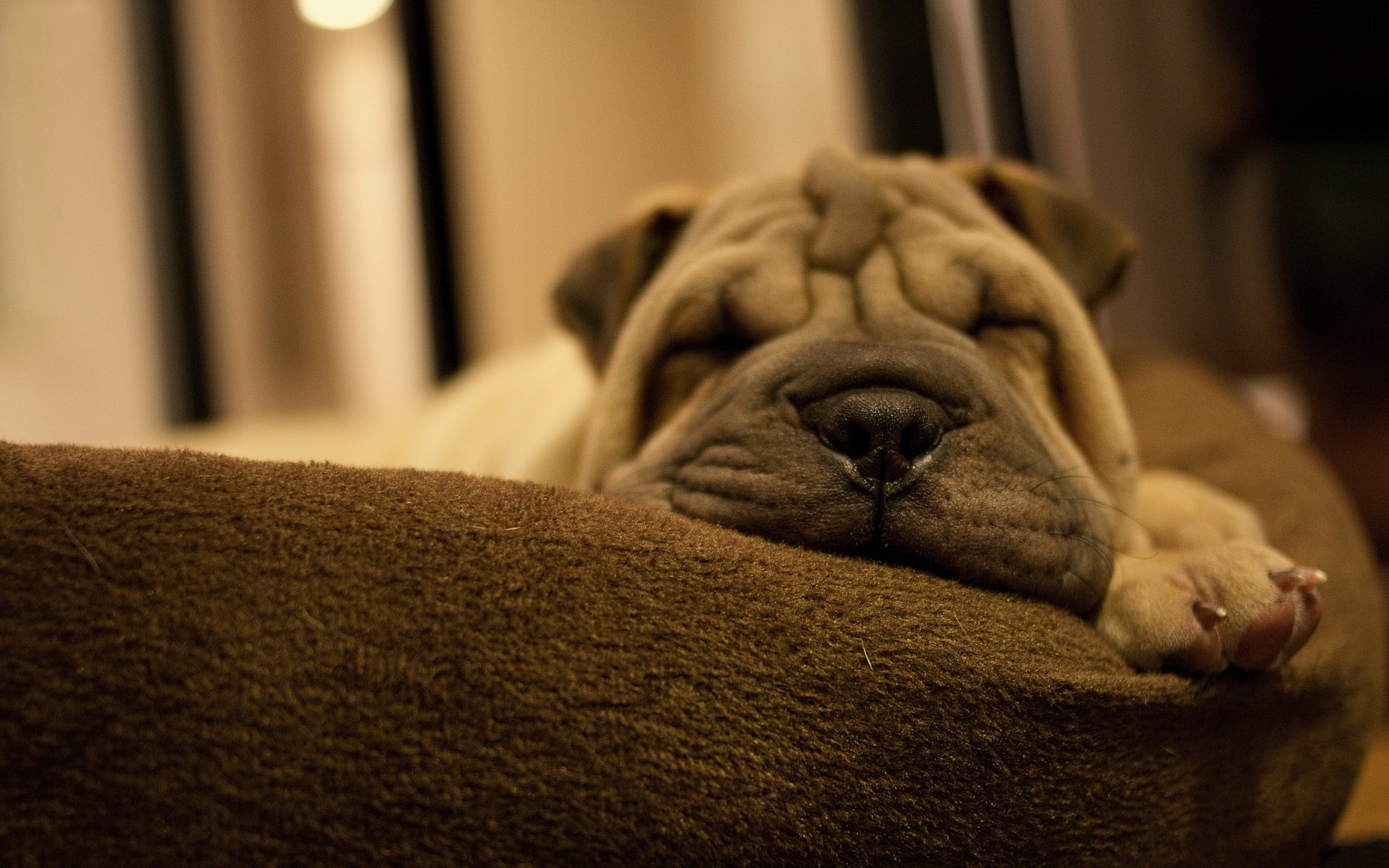 welpe hund hund rasse sharpei schnauze falten pfote schlafen kissen