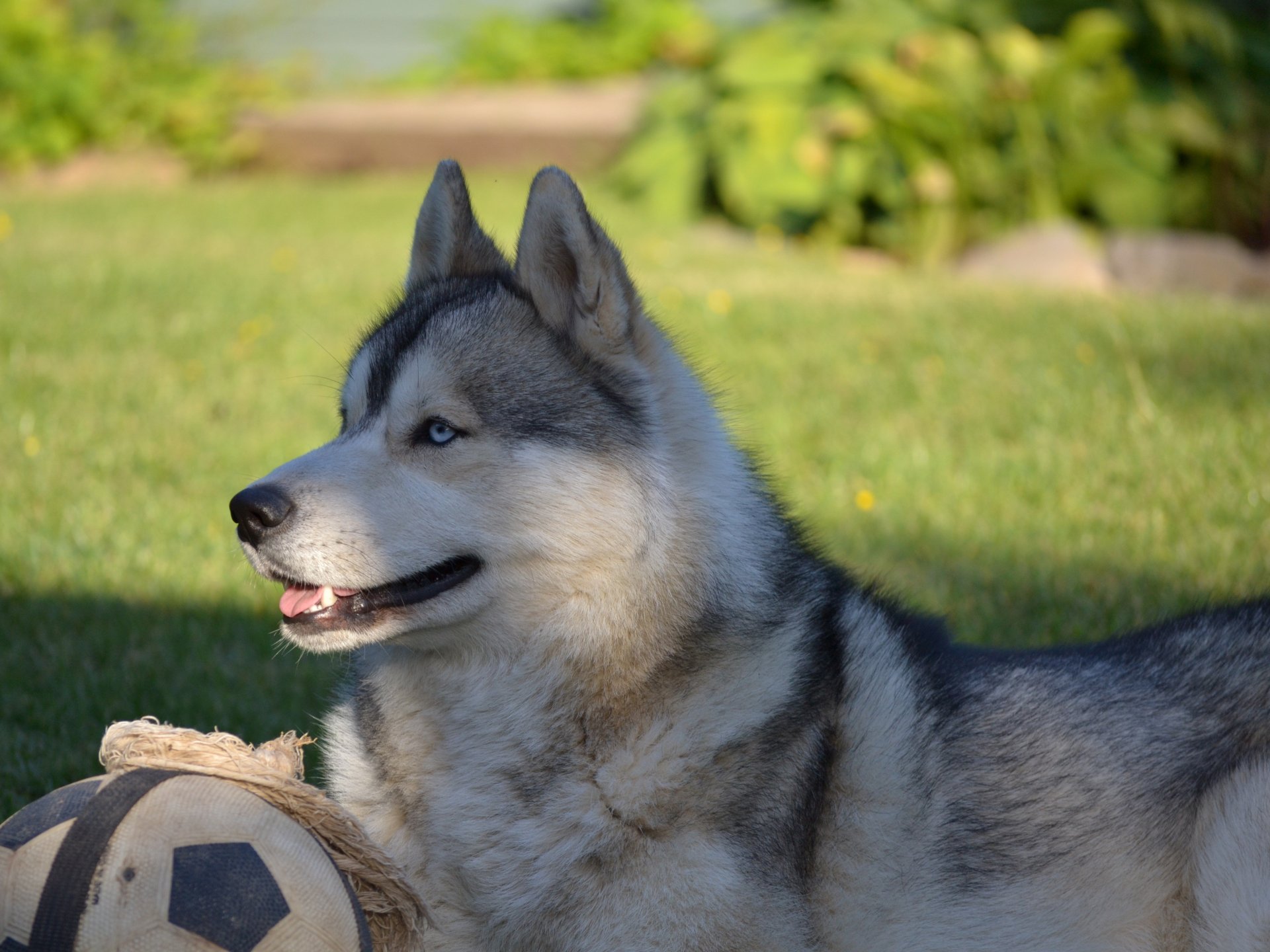 iberian husky husky animals dog