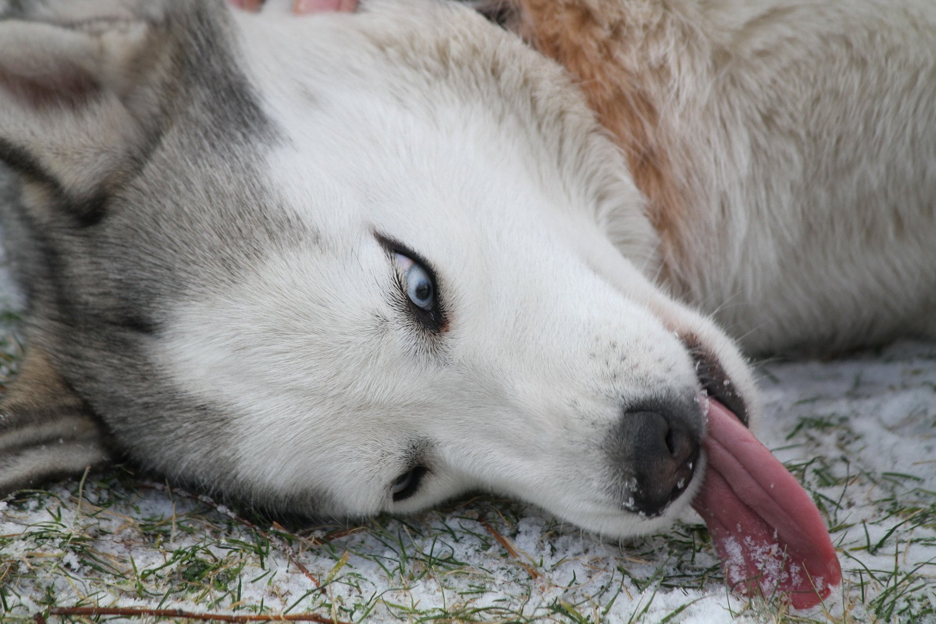 husky amigo perro ojos