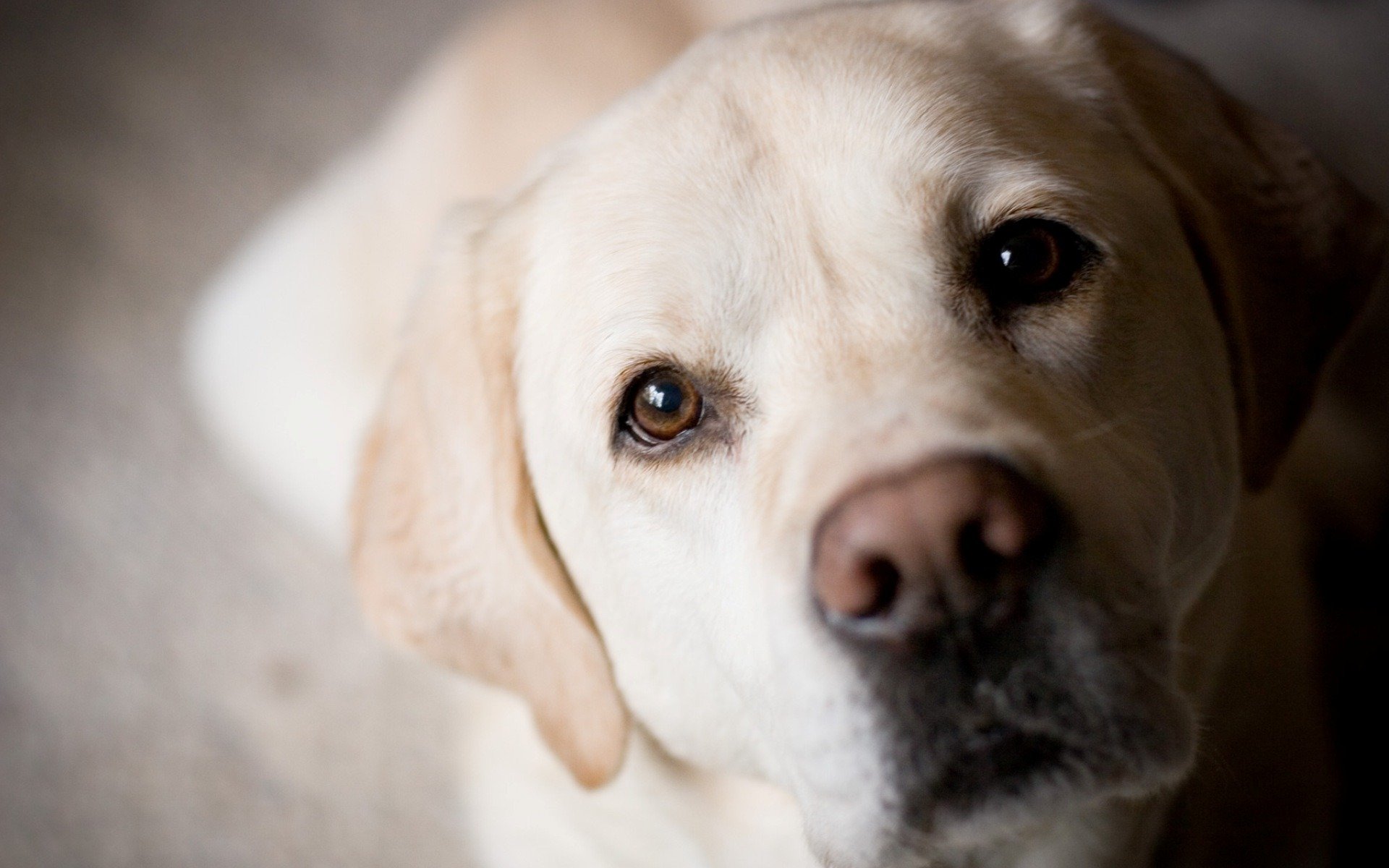 perro dorado labrador retriever hocico ojos nariz