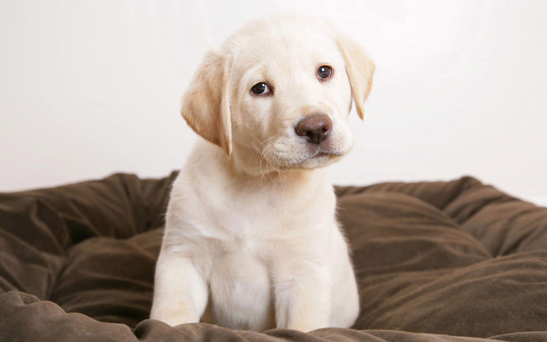 welpe hund labrador