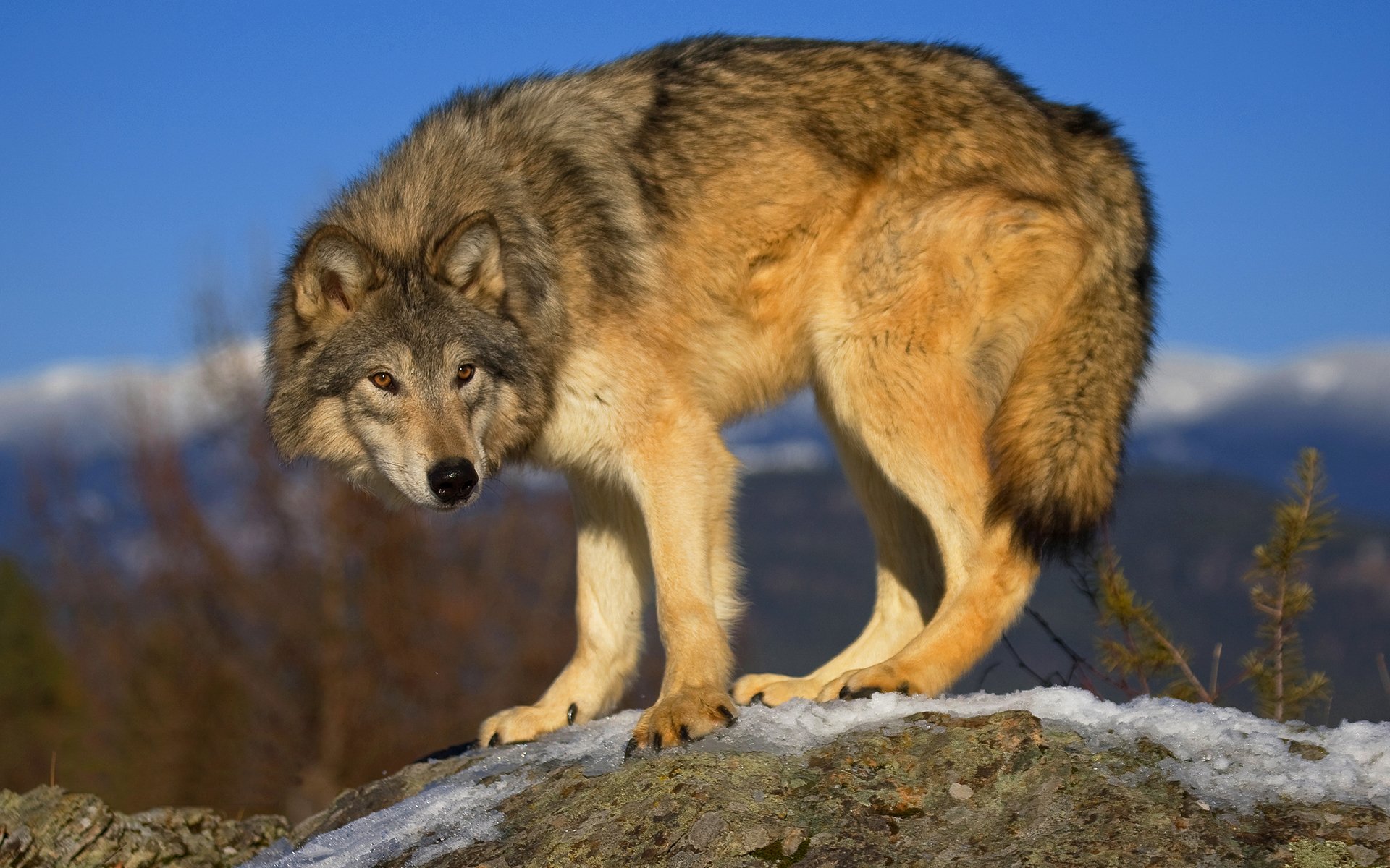 loup gris prédateur