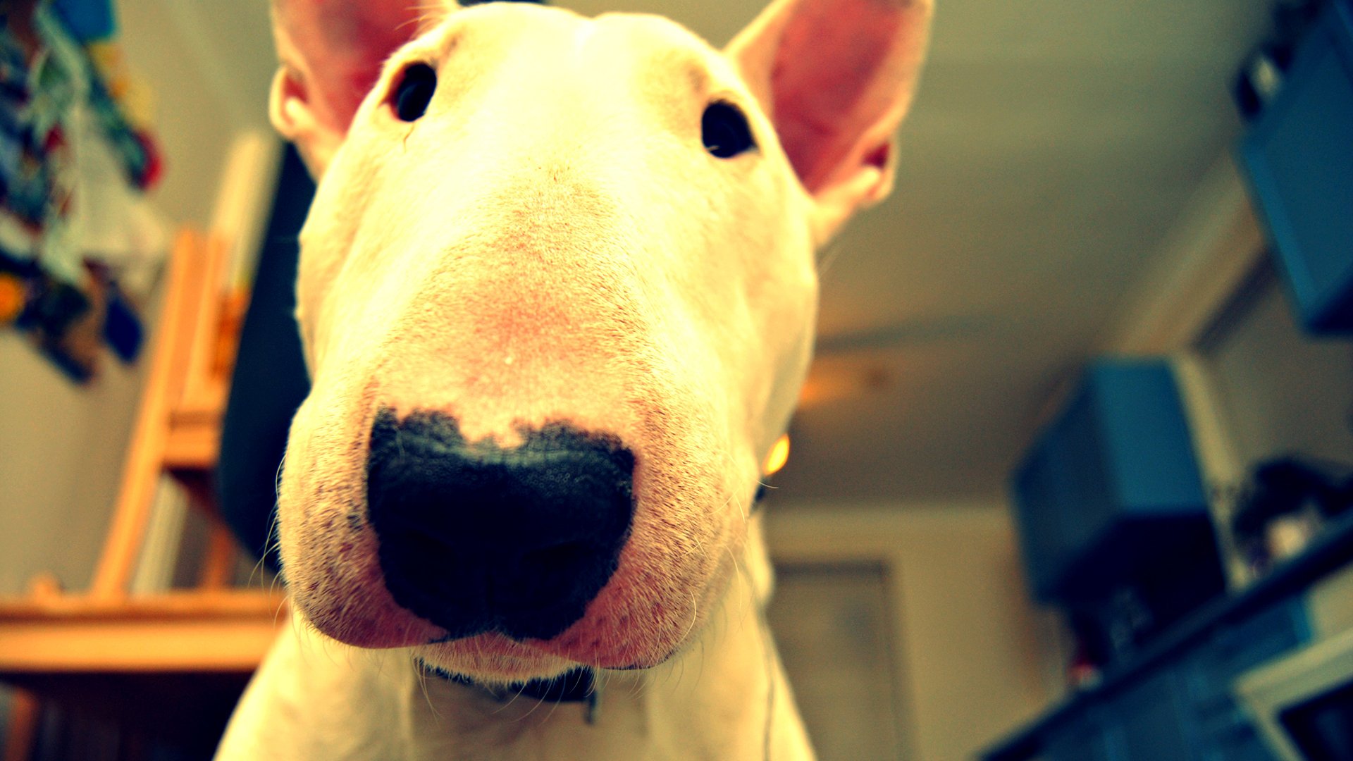 bull terrier vista stanza