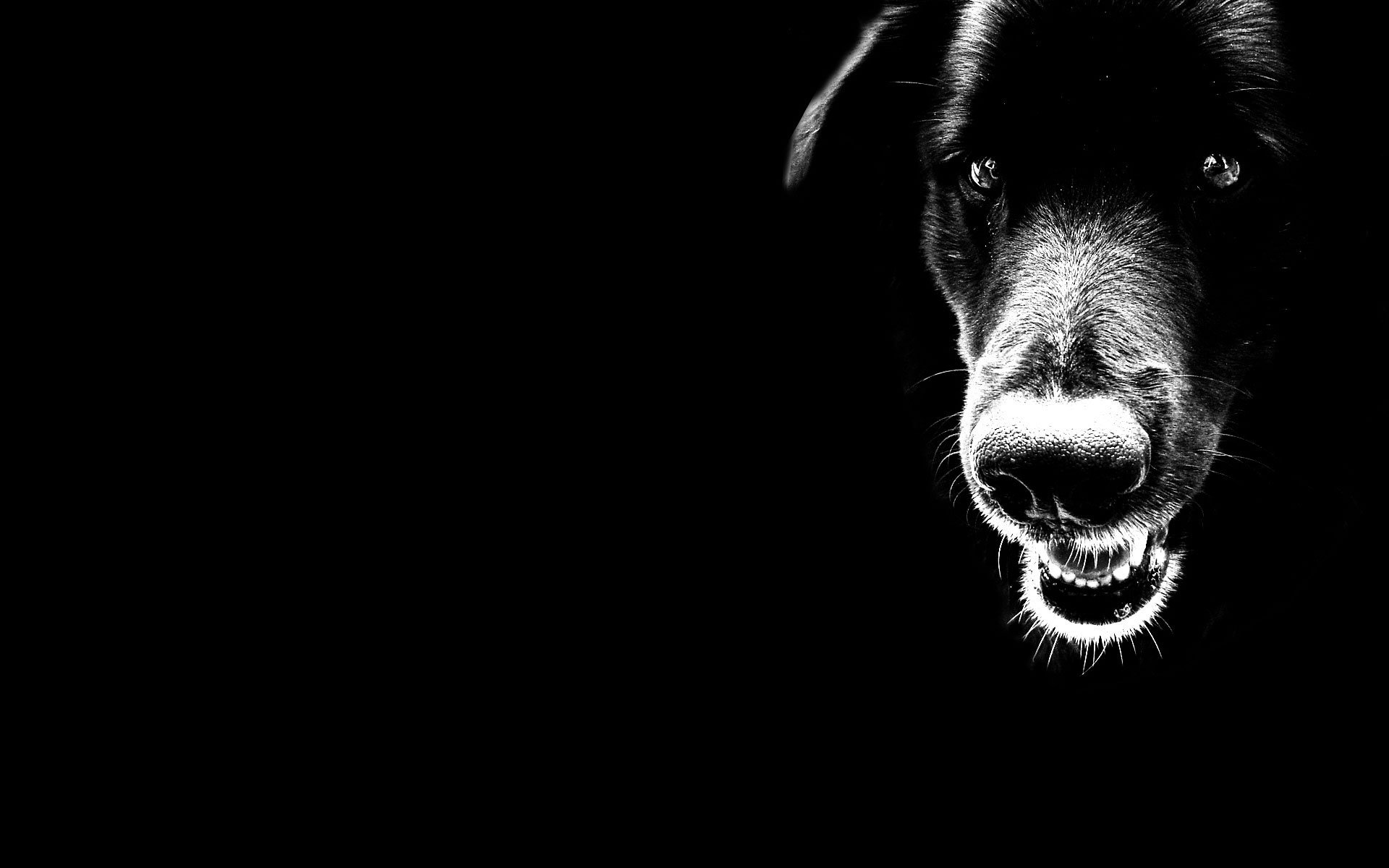 dog minimalism black