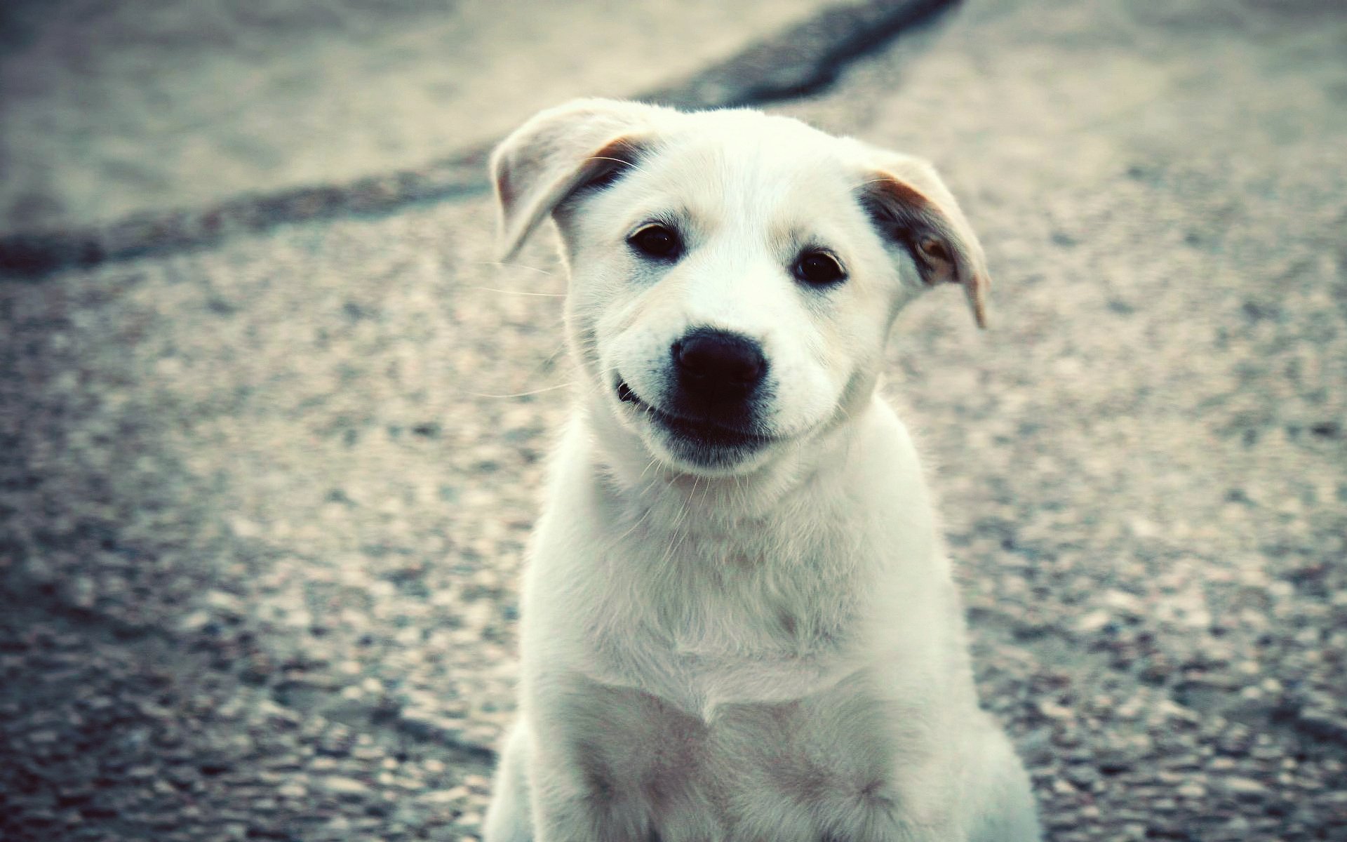 puppy white smile