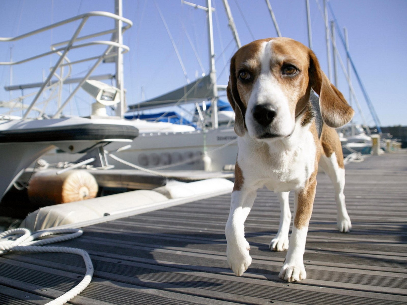 perro perro muelle puerto puente barcos yates agua