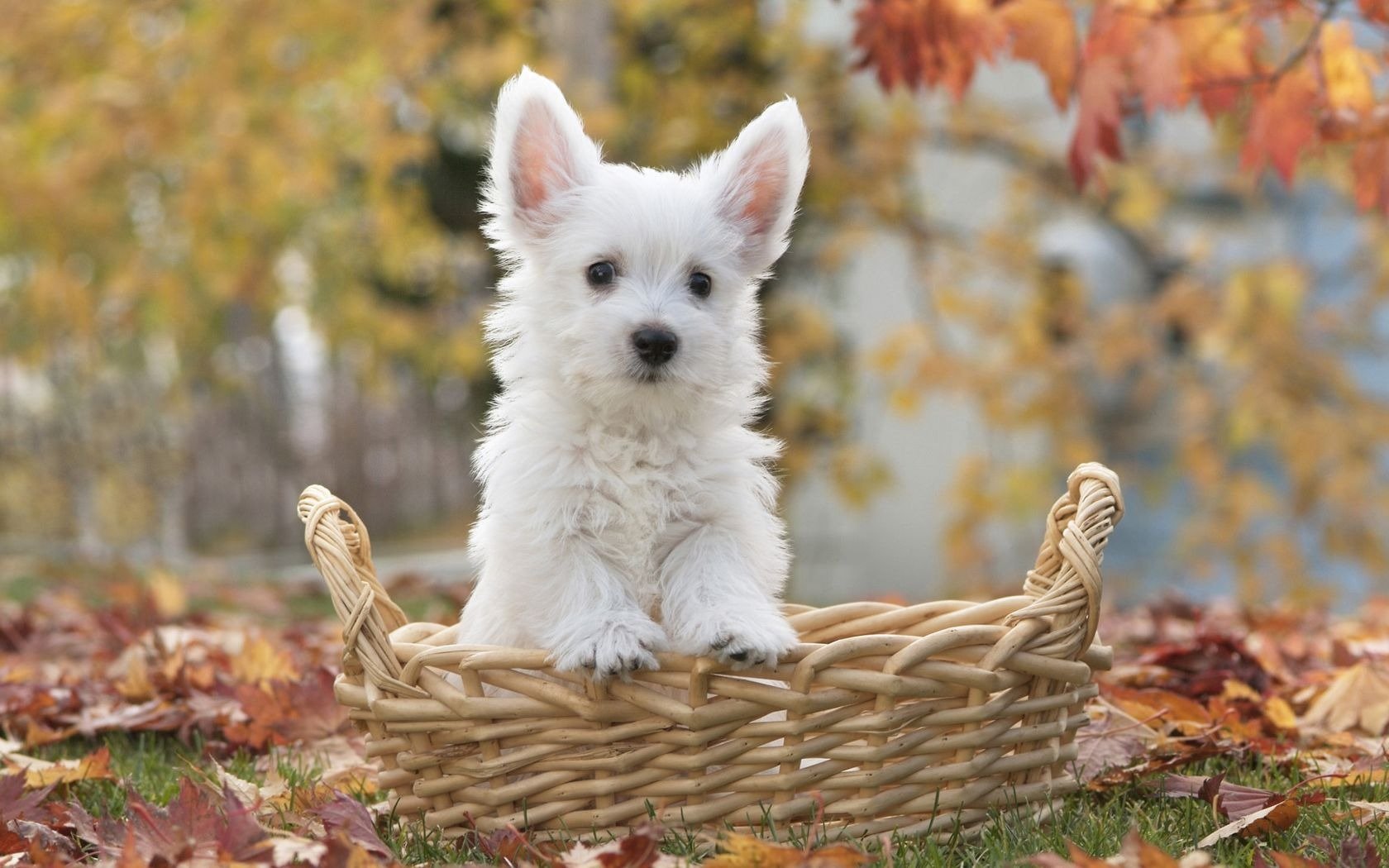 chiot panier feuilles