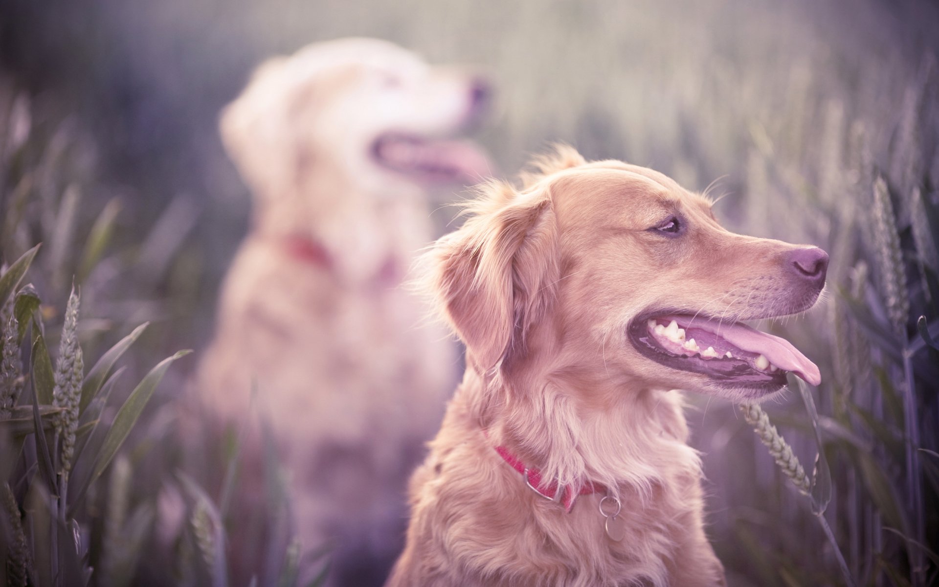 hunde feld ohren gras jagd rasse retriever hund maul zähne