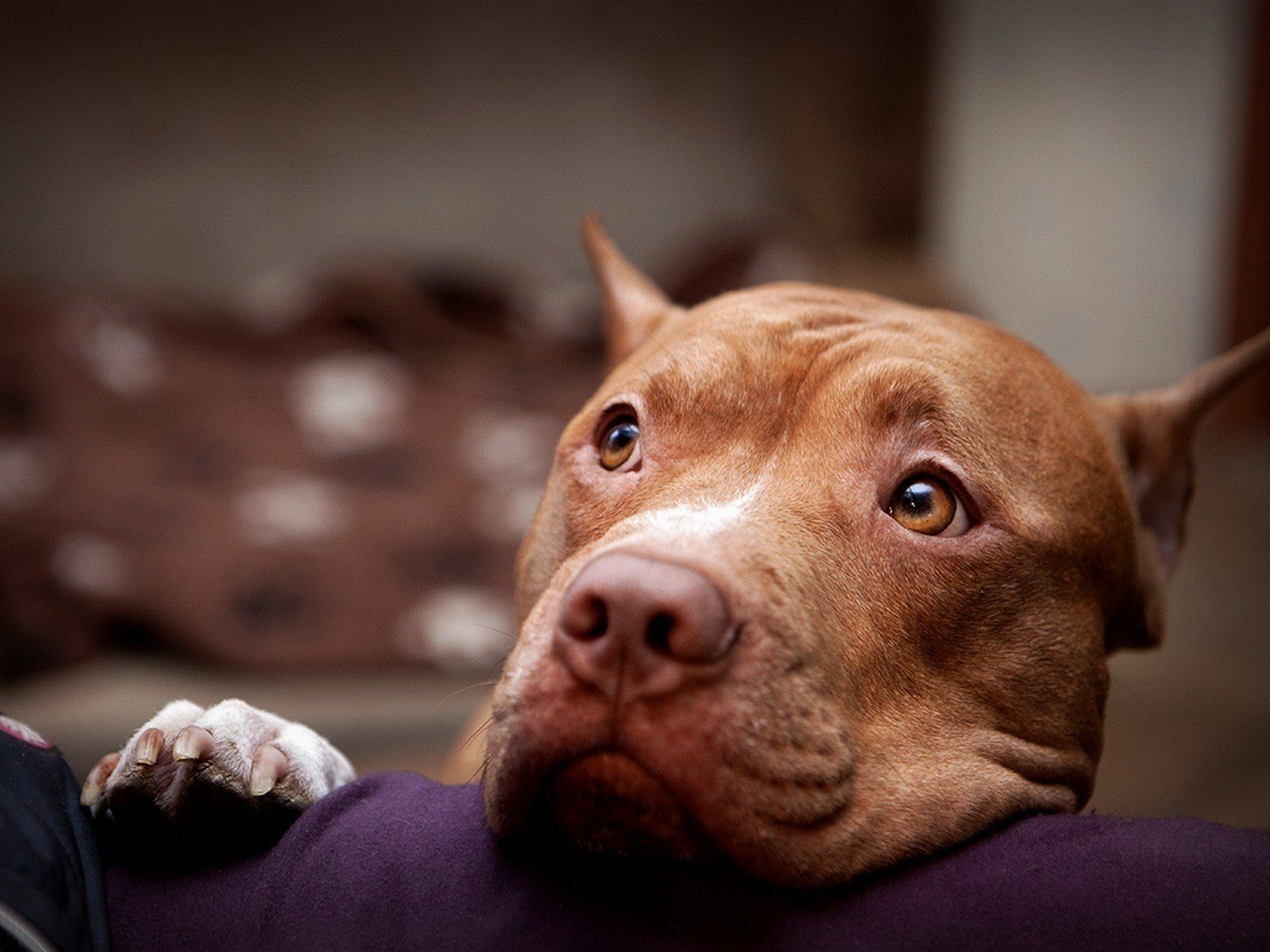 dog eyes pitbull face