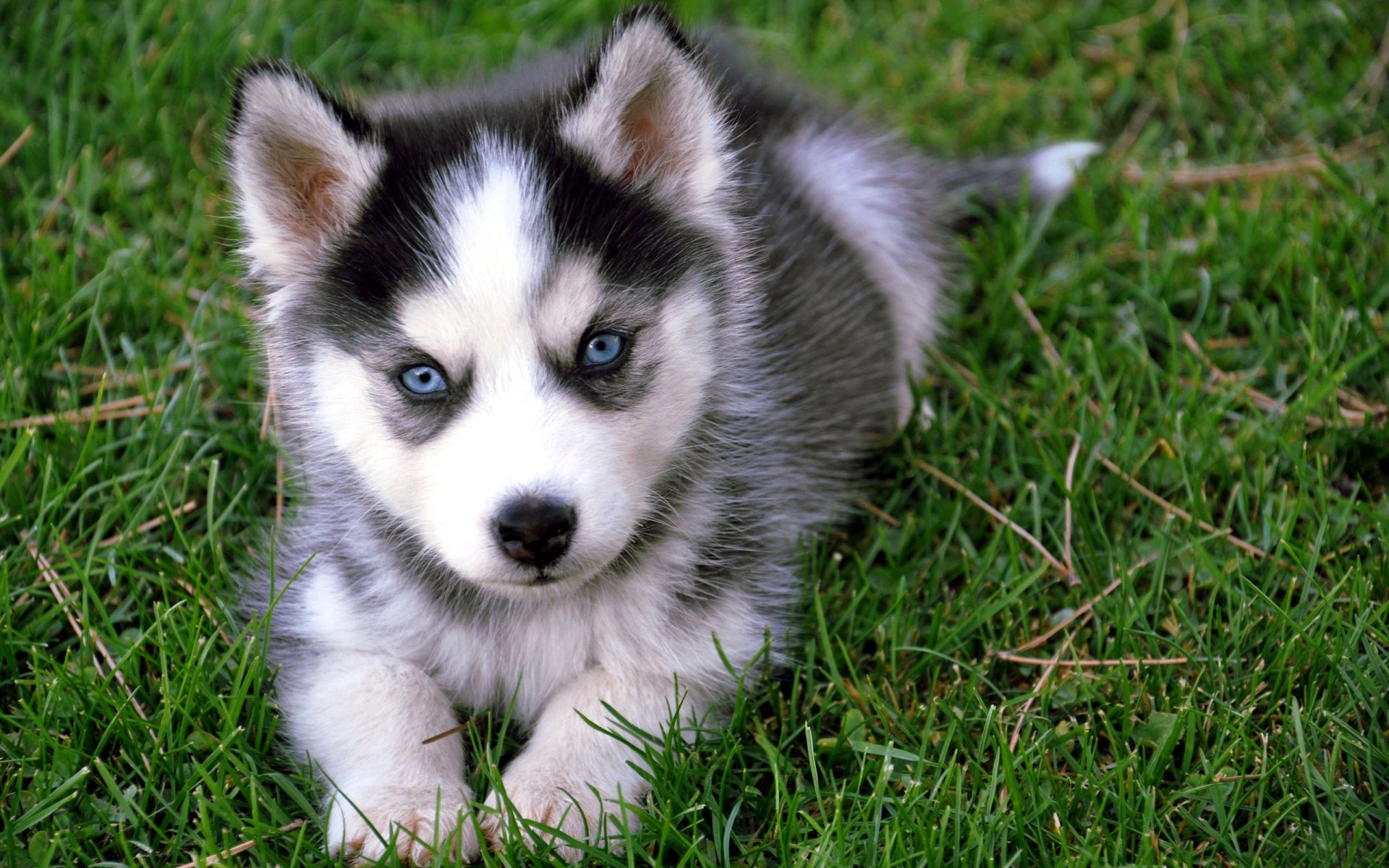 welpe baby. rasse husky farbe maulkorb augen gras grüns