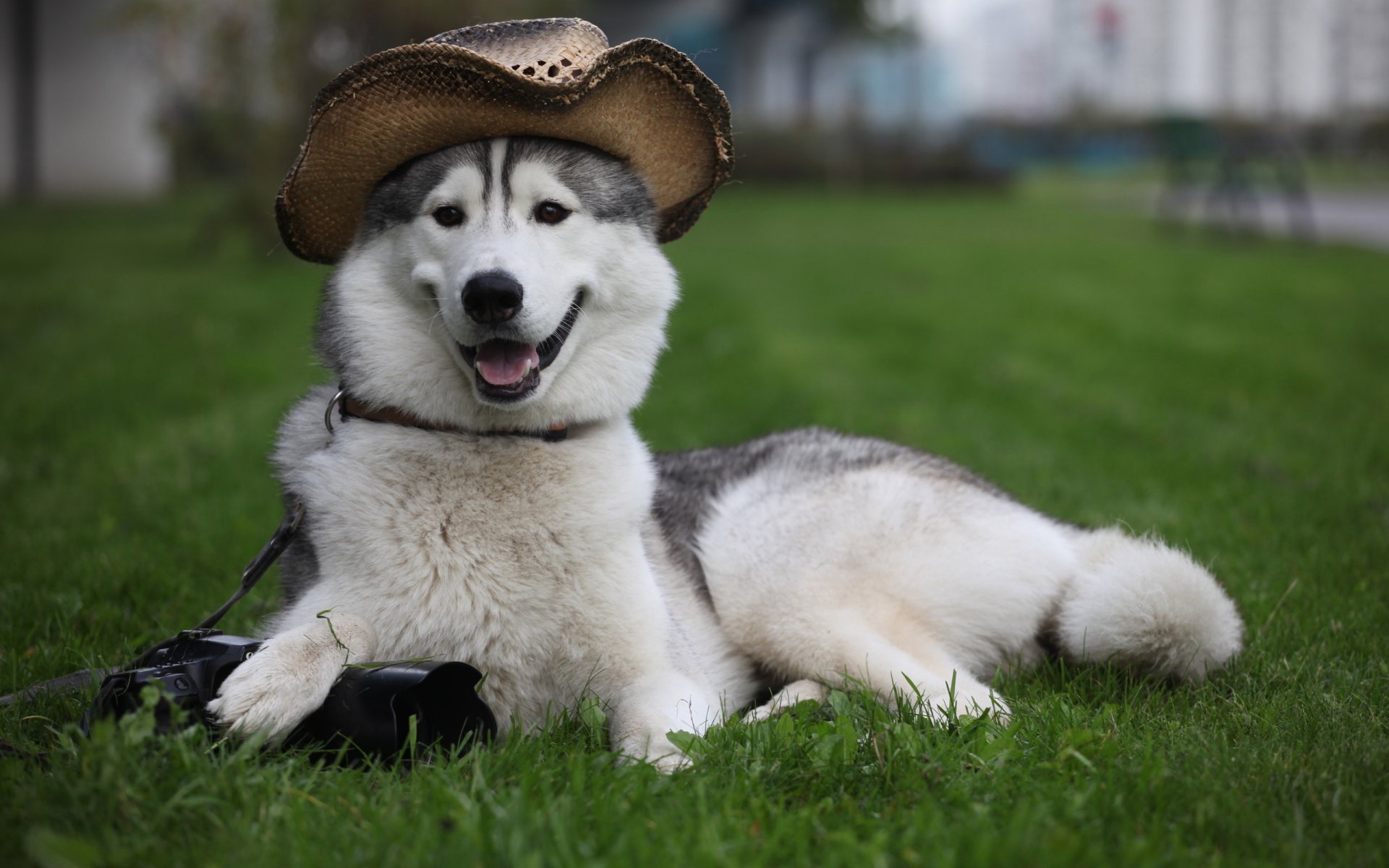 dog laika hat a camera is guards gra