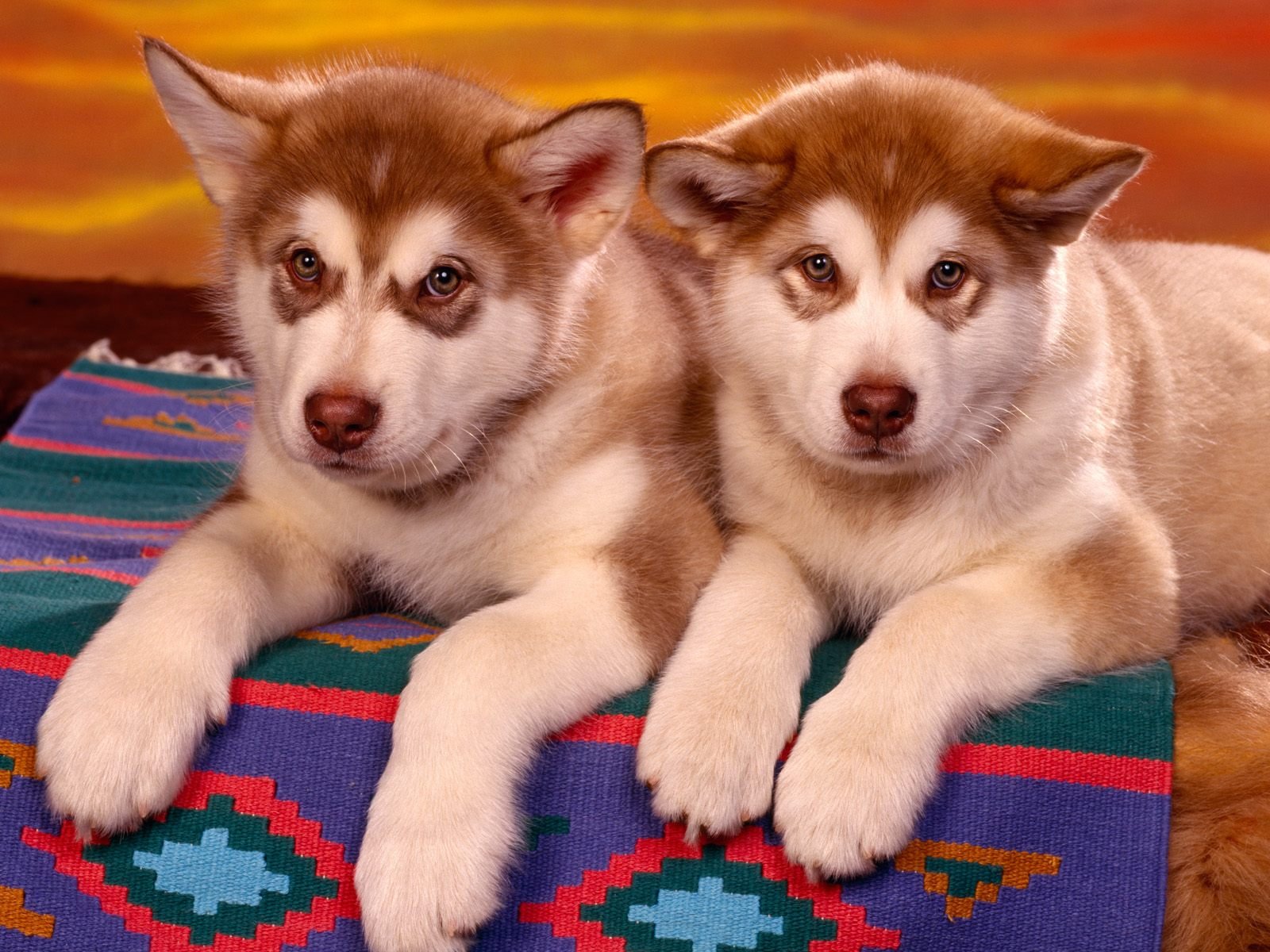 chiots animaux deux