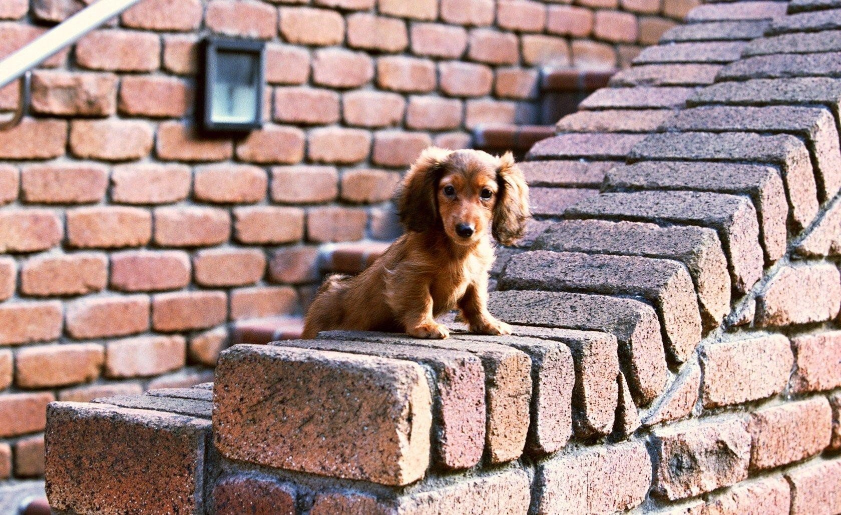 perro pared ladrillos mirada