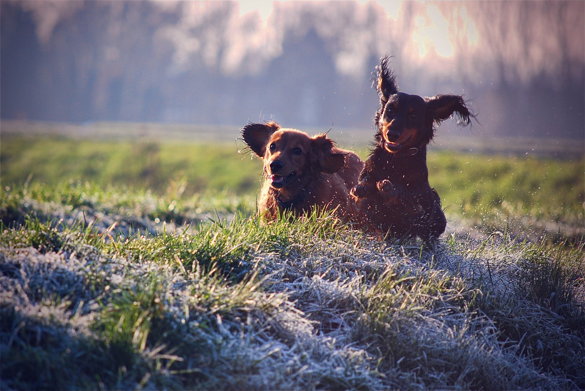 hunde hund stimmung freude zu fuß erholung spritzer gras rasen farben hunde