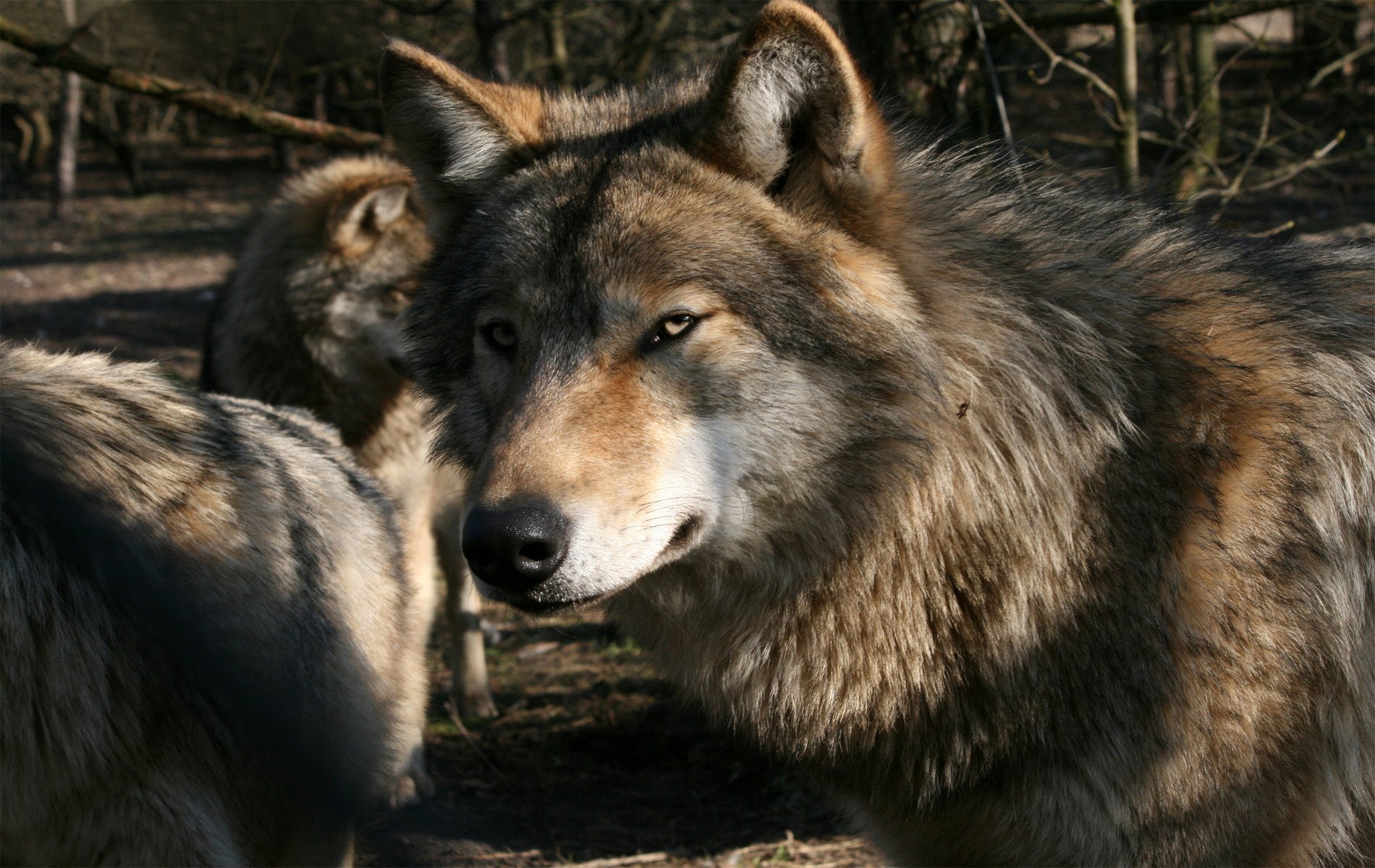 grauer wolf rudel wölfe