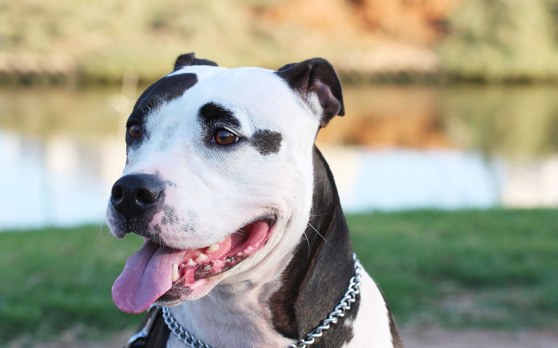 staff amstaff perro